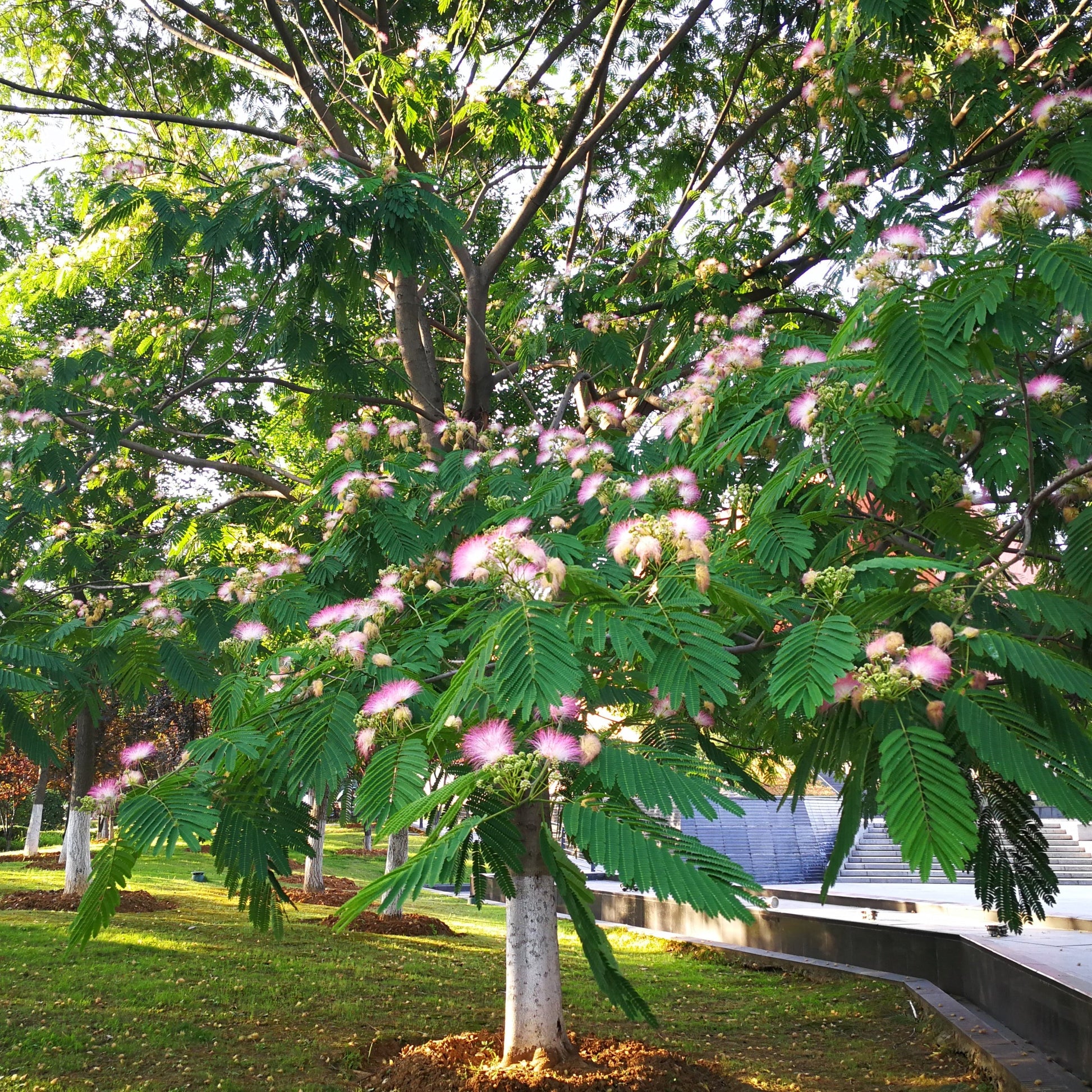 Mimosa Tree - Flowering Tree - Buy Online at Barely Rooted