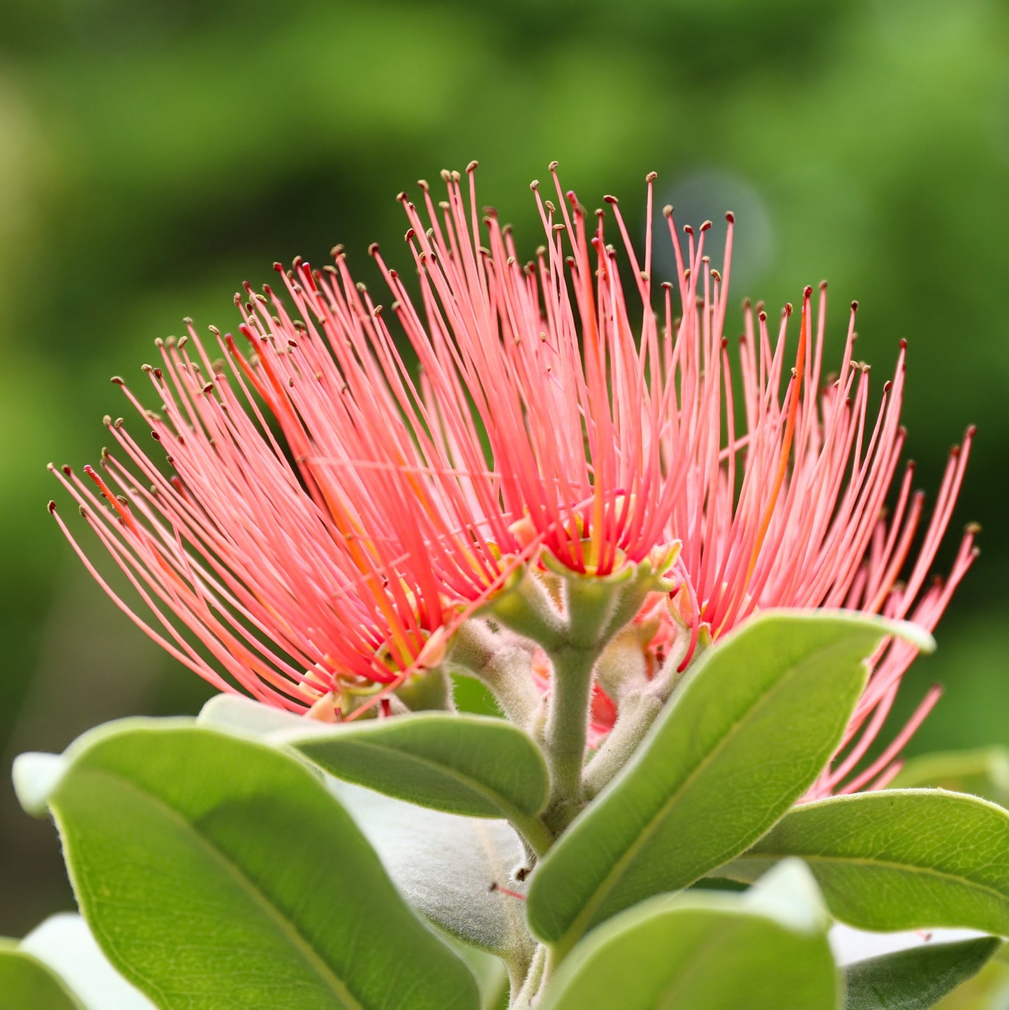 Mimosa Tree - Flowering Tree - Buy Online at Barely Rooted