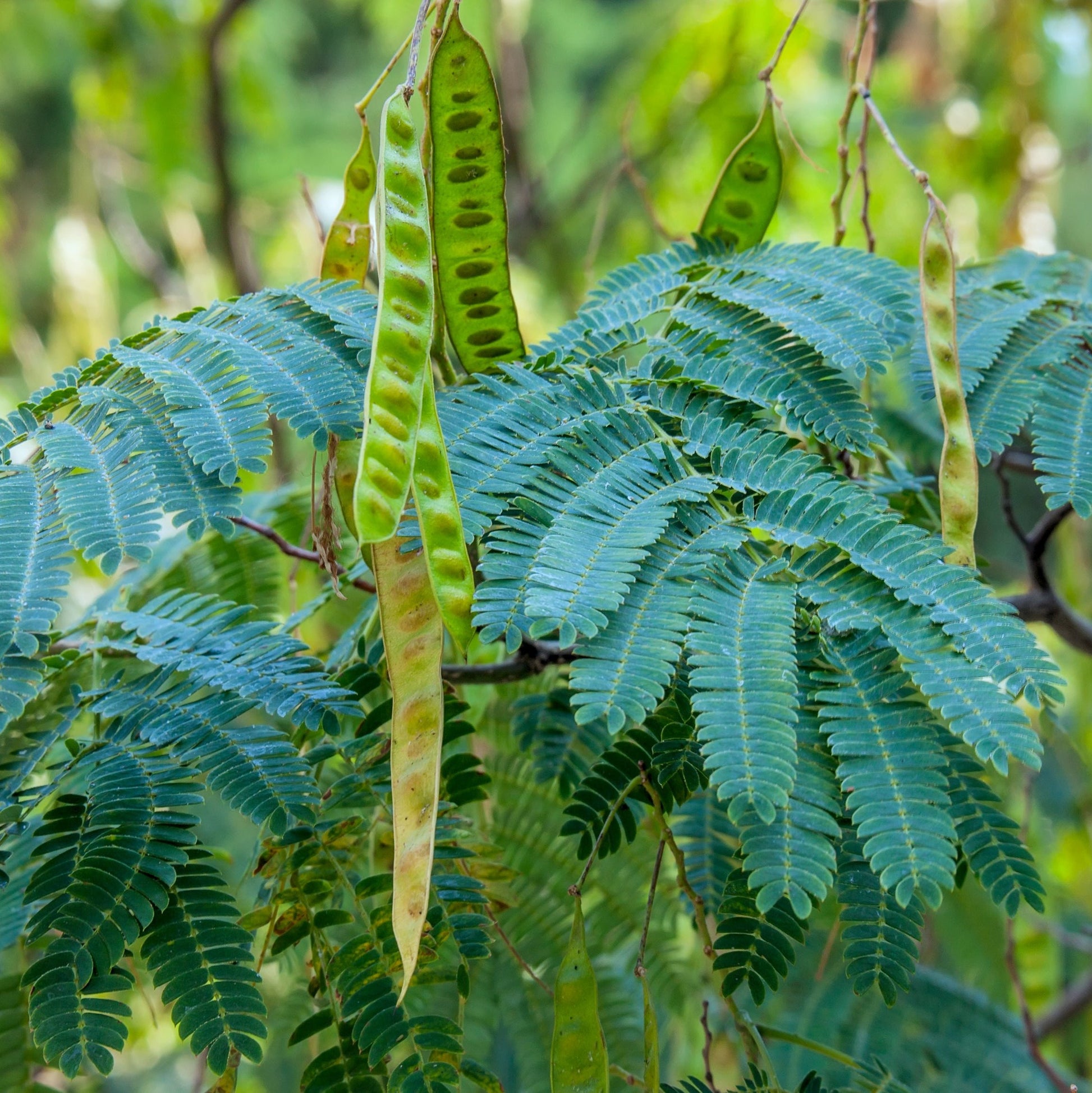 Mimosa Tree - Flowering Tree - Buy Online at Barely Rooted