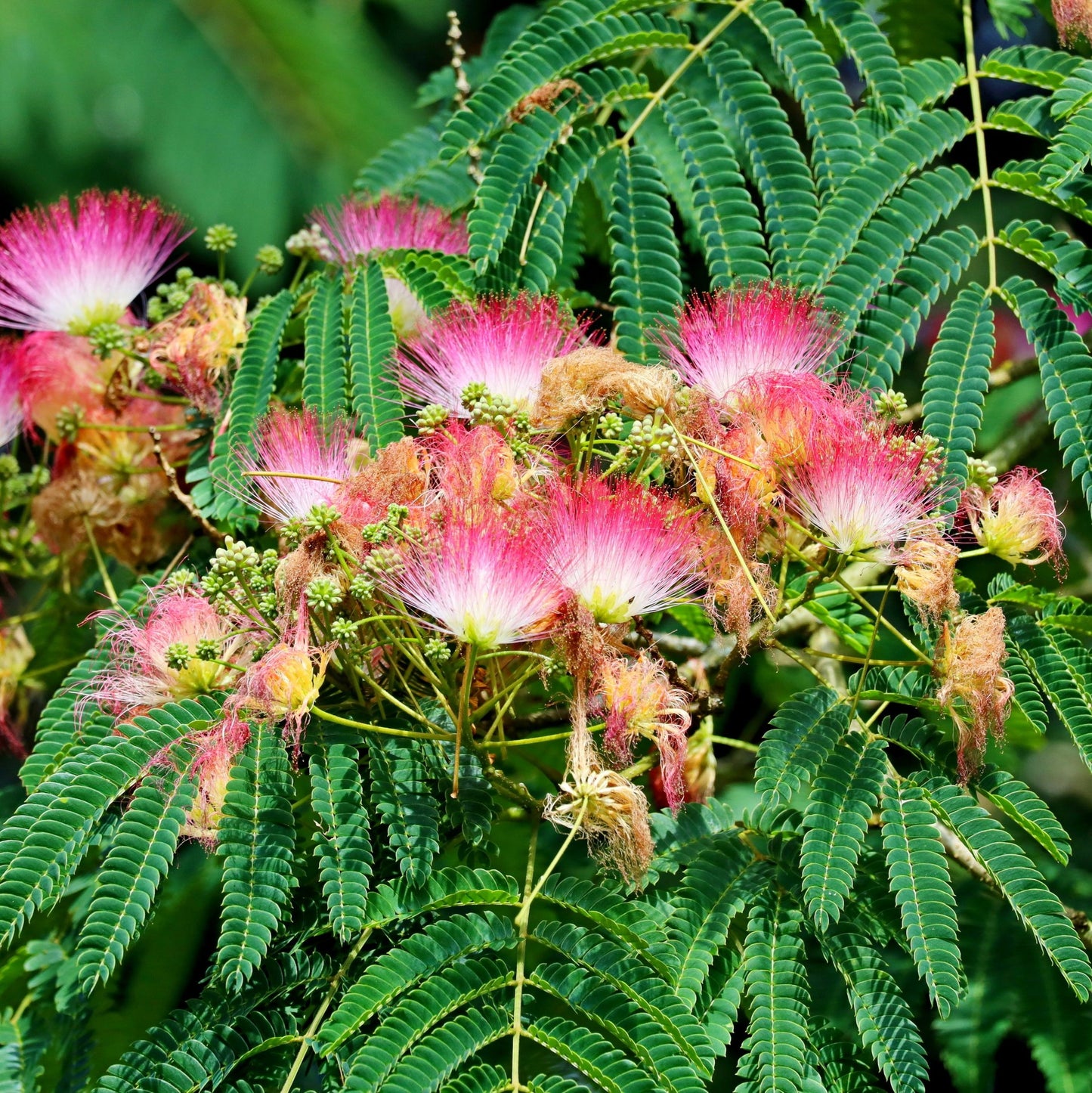 Mimosa Tree - Flowering Tree - Buy Online at Barely Rooted