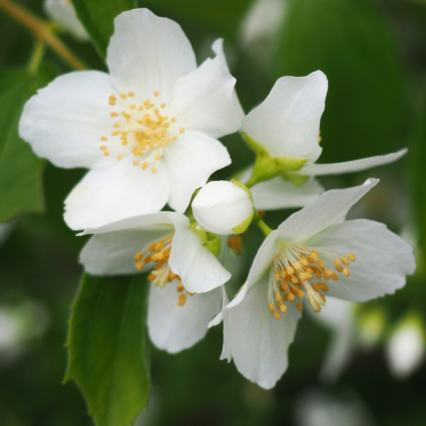 Minnesota Mock Orange Shrub - Bare Root - Buy Online at Barely Rooted