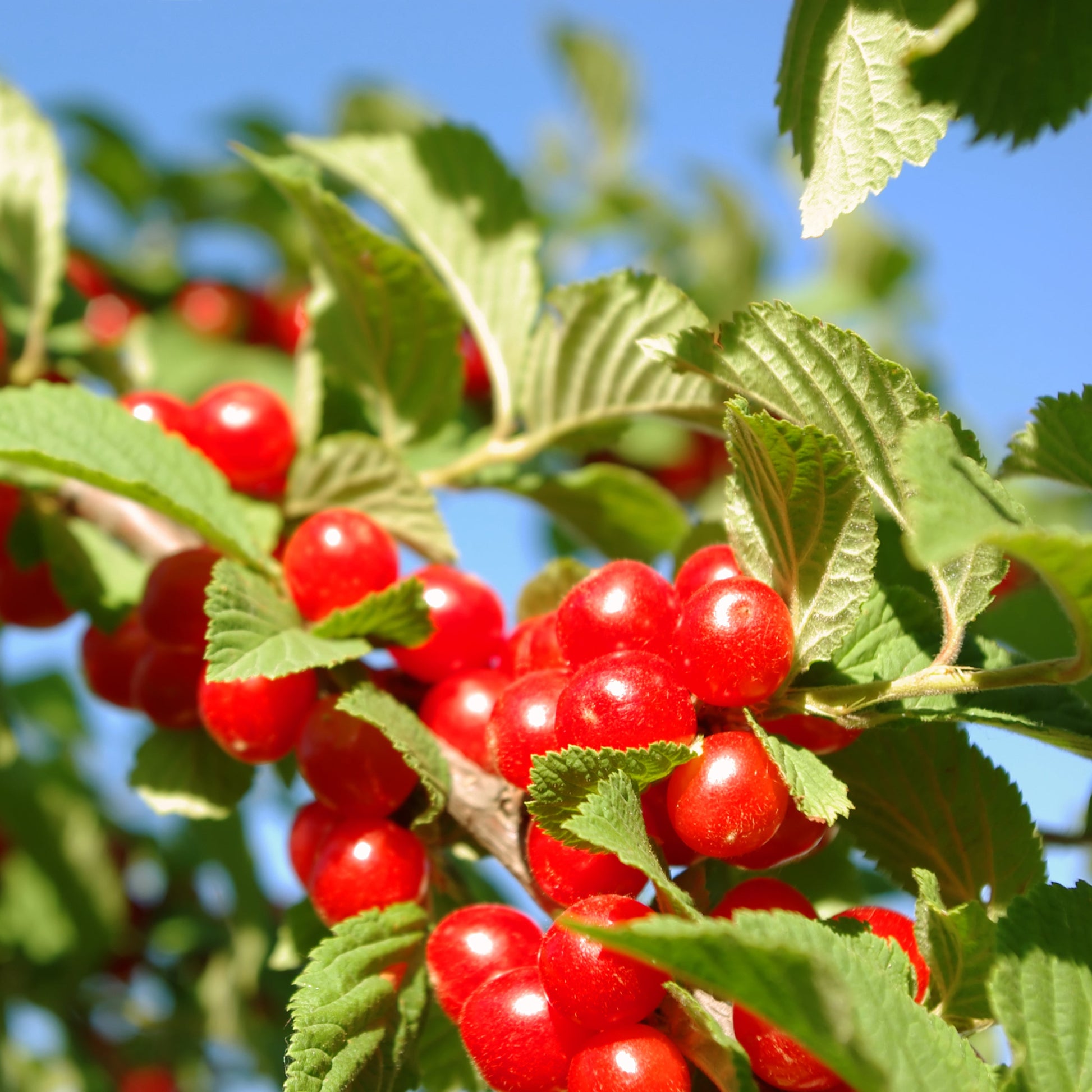 Nanking Cherry Tree - Fruit Tree - Buy Online at Barely Rooted