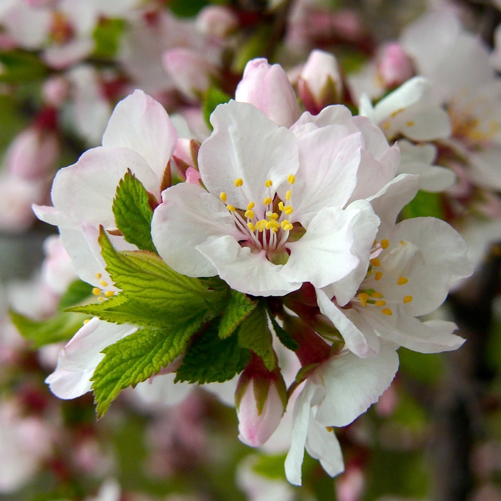 Nanking Cherry Tree - Fruit Tree - Buy Online at Barely Rooted
