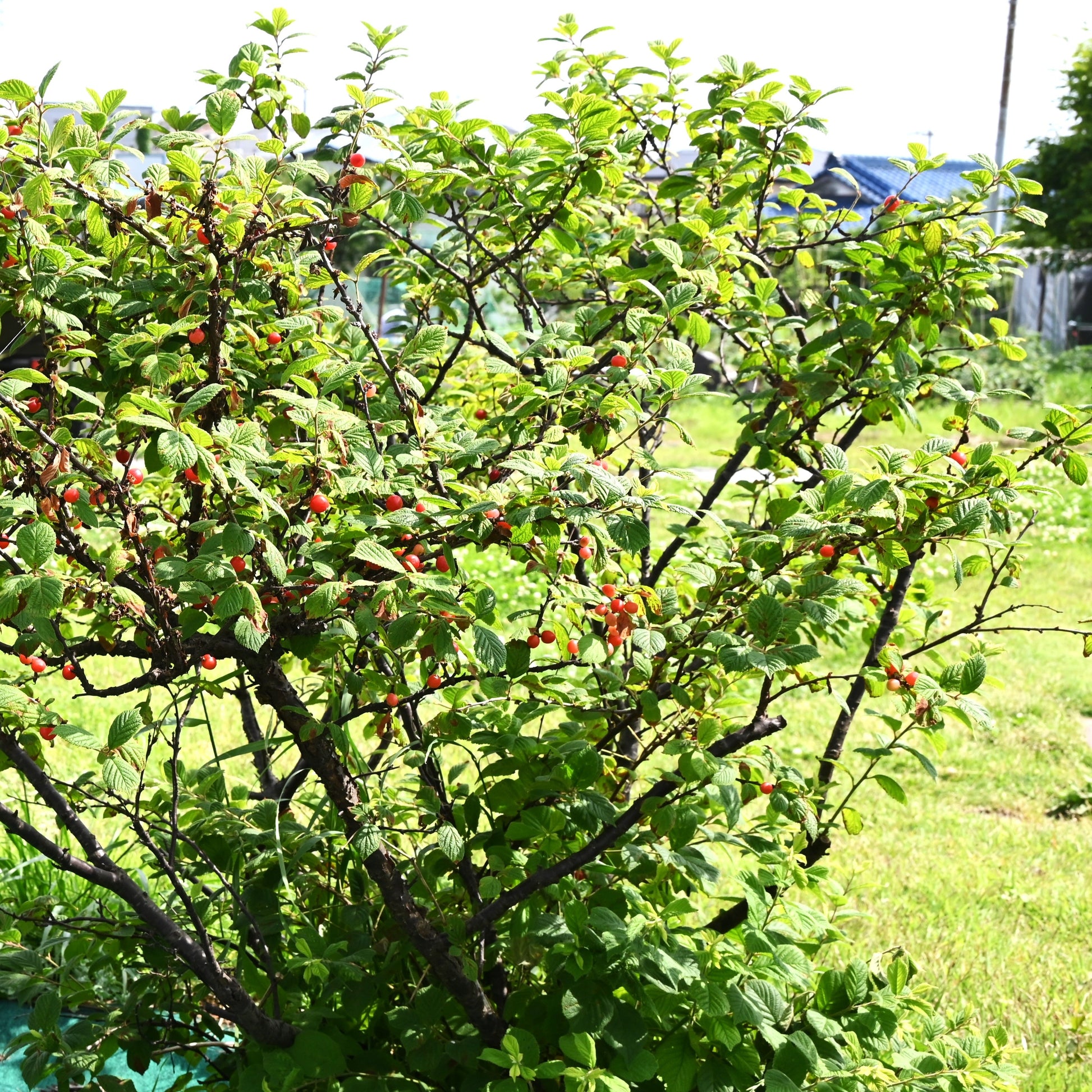 Nanking Cherry Tree - Fruit Tree - Buy Online at Barely Rooted