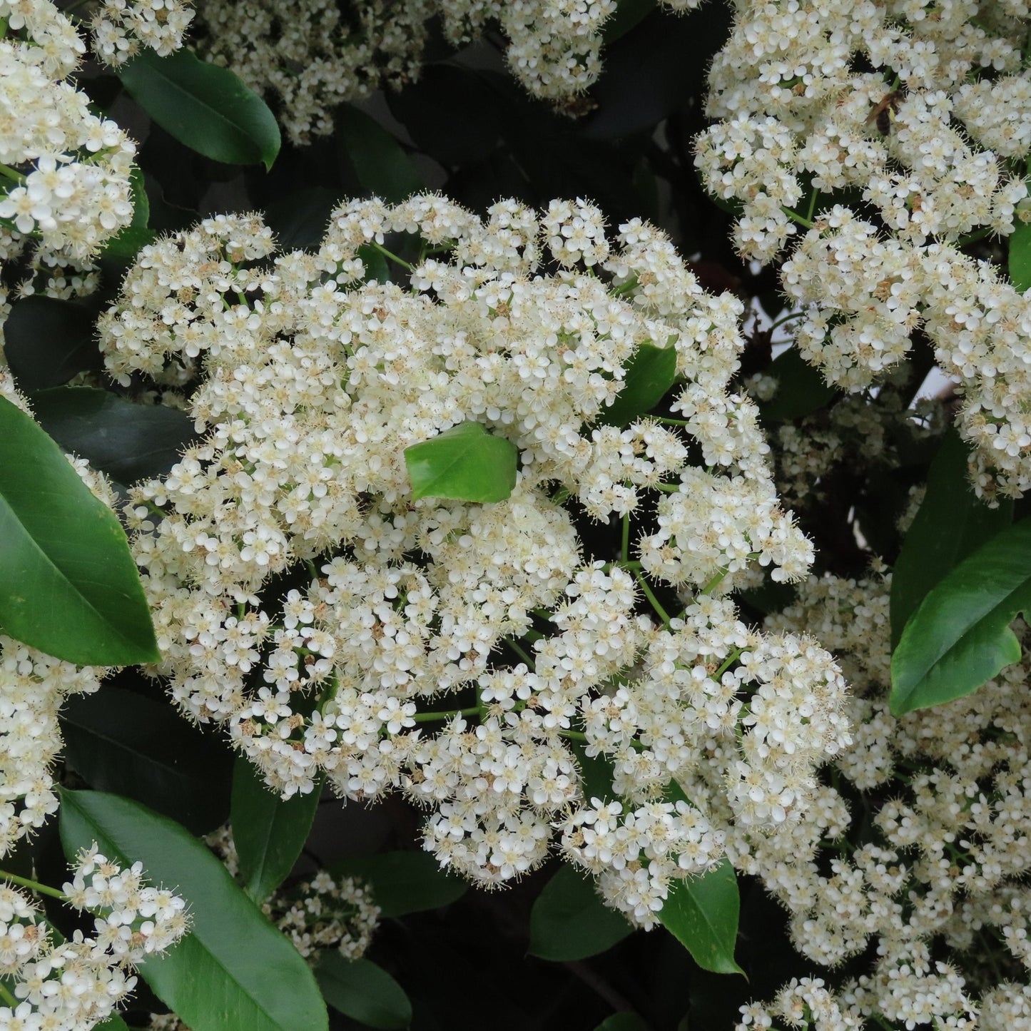 Nannyberry Viburnum Bush - Flowering Shrub - Buy Online at Barely Rooted