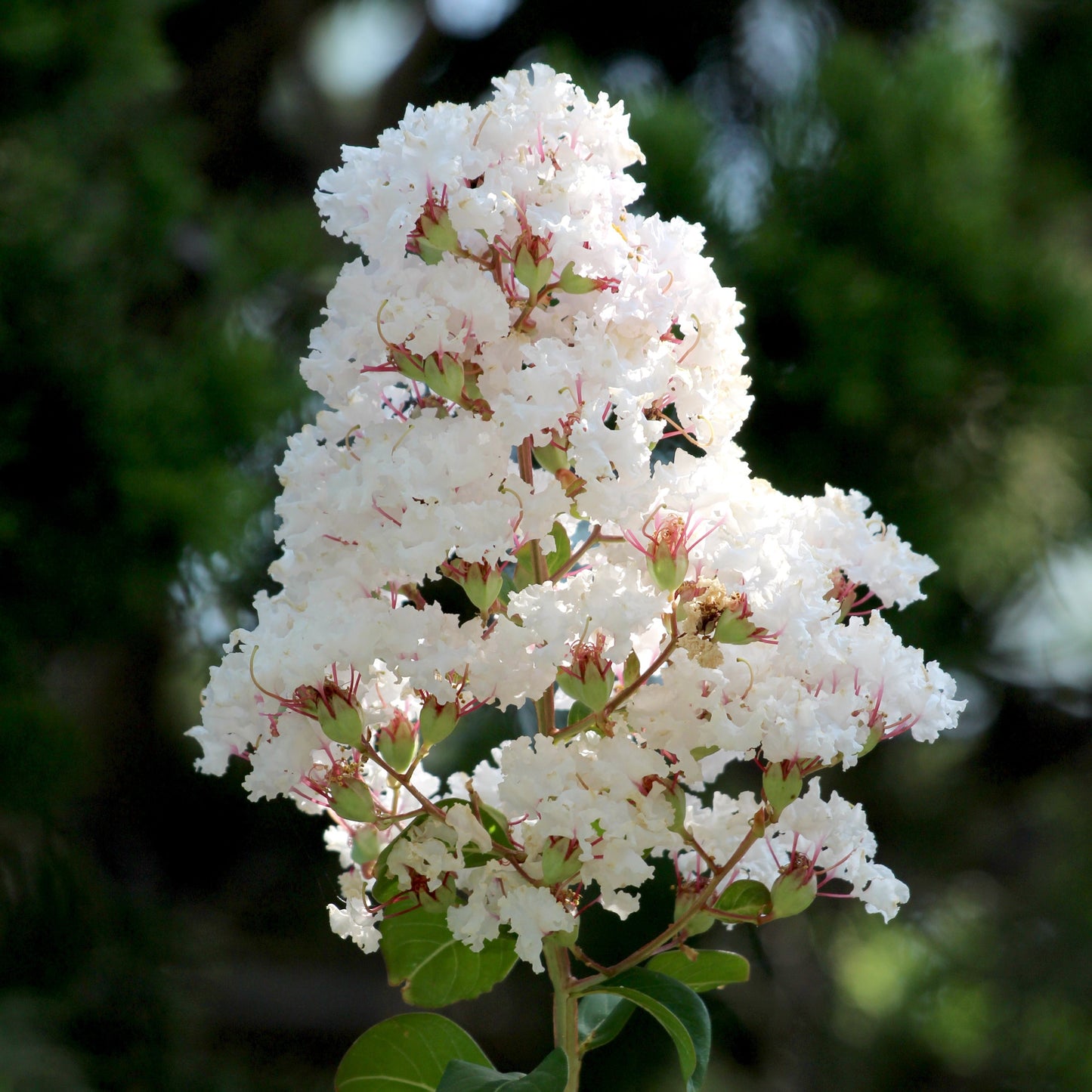 Natchez Crape Myrtle Tree - Trees - Buy Online at Barely Rooted