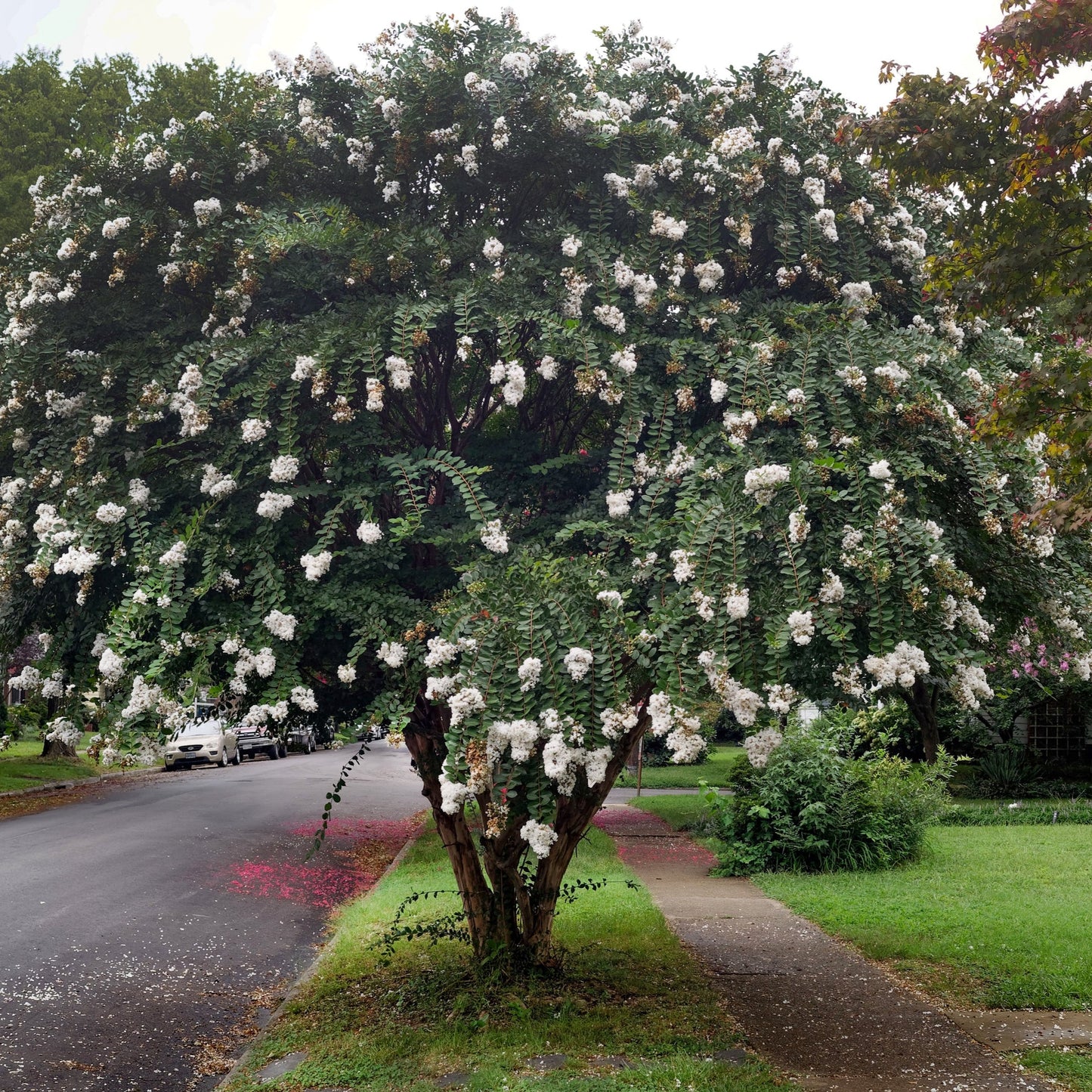 Natchez Crape Myrtle Tree - Trees - Buy Online at Barely Rooted