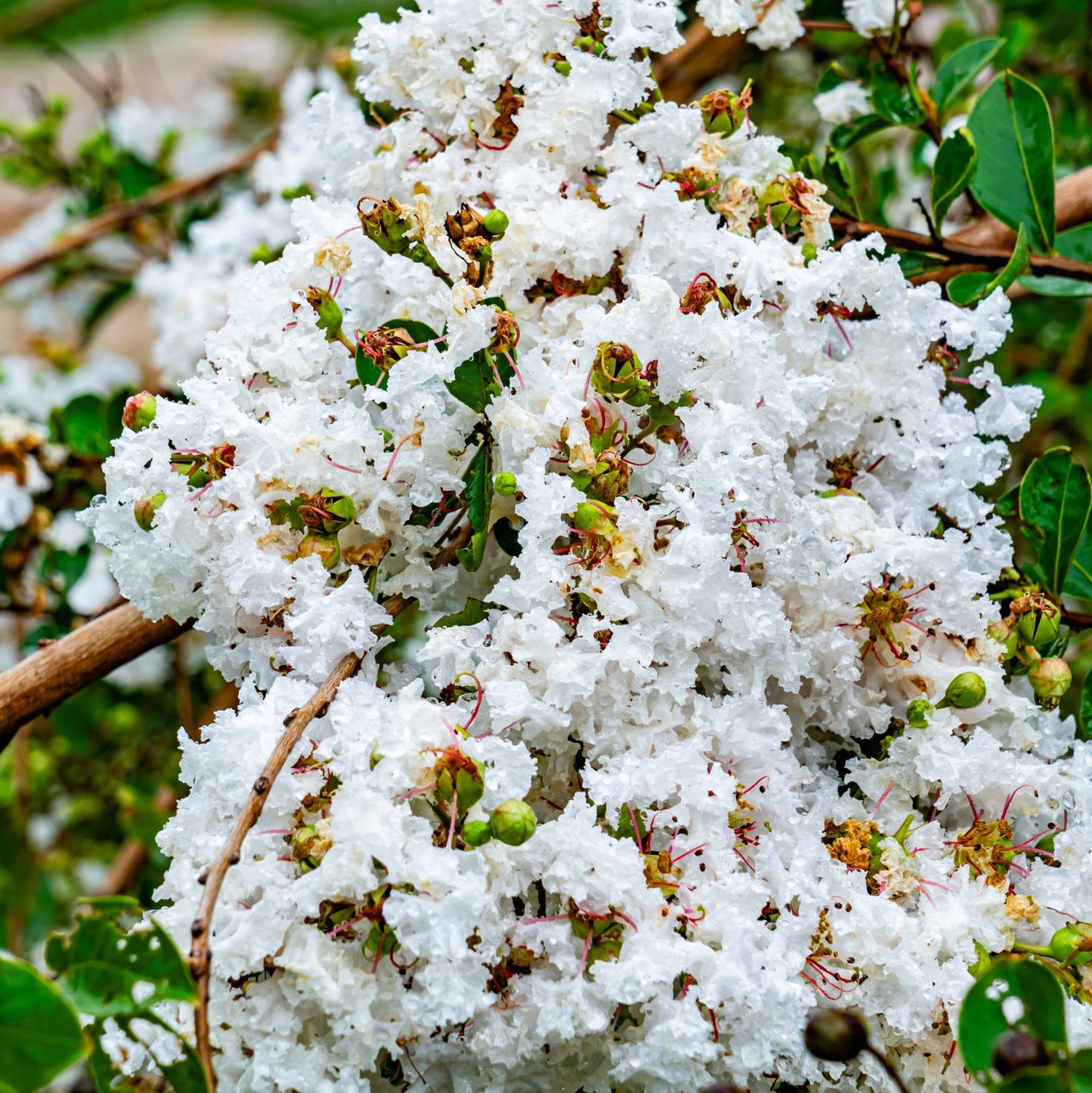 Natchez Crape Myrtle Tree - Trees - Buy Online at Barely Rooted