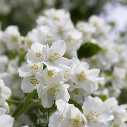 Natchez Mock Orange - Flowering Shrub - Buy Online at Barely Rooted