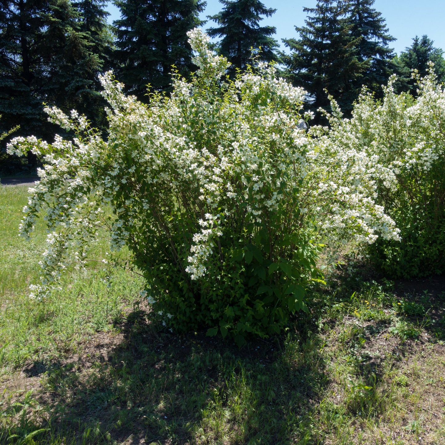 Natchez Mock Orange - Flowering Shrub - Buy Online at Barely Rooted