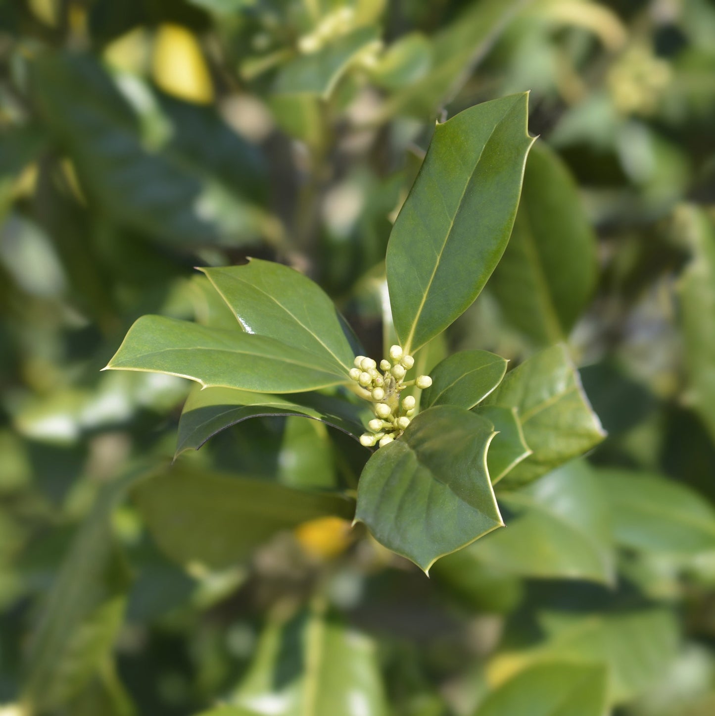 Nellie R. Stevens Holly Bush - Evergreen Shrub - Buy Online at Barely Rooted