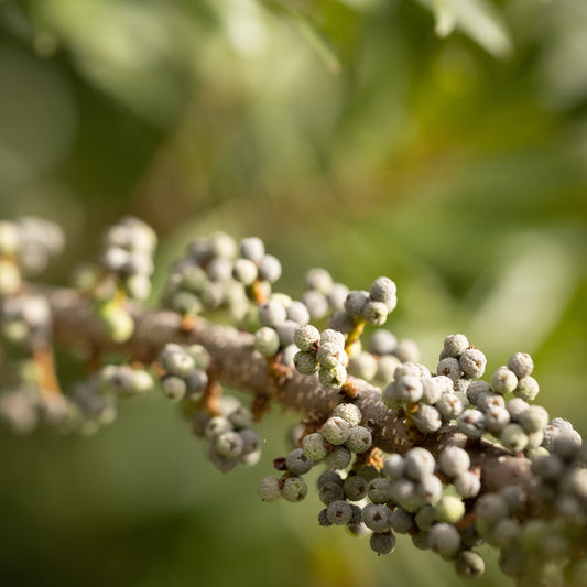 Northern Bayberry Shrub - Flowering Shrub - Buy Online at Barely Rooted