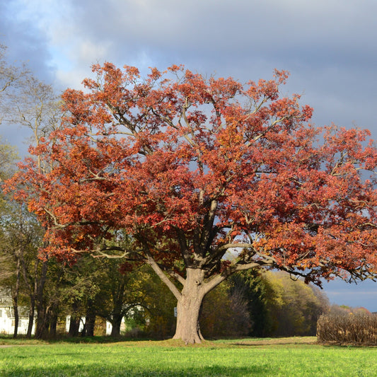 Nuttall Oak Tree - Shade Tree - Buy Online at Barely Rooted