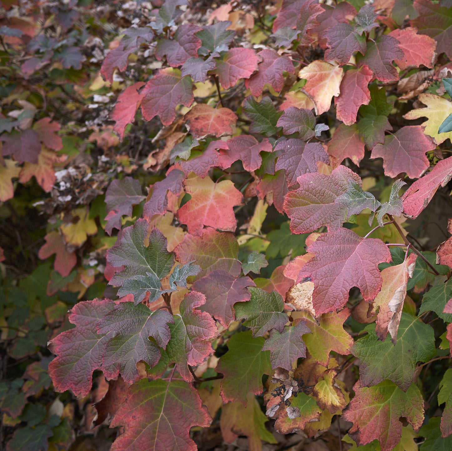 Oakleaf Hydrangea Shrub