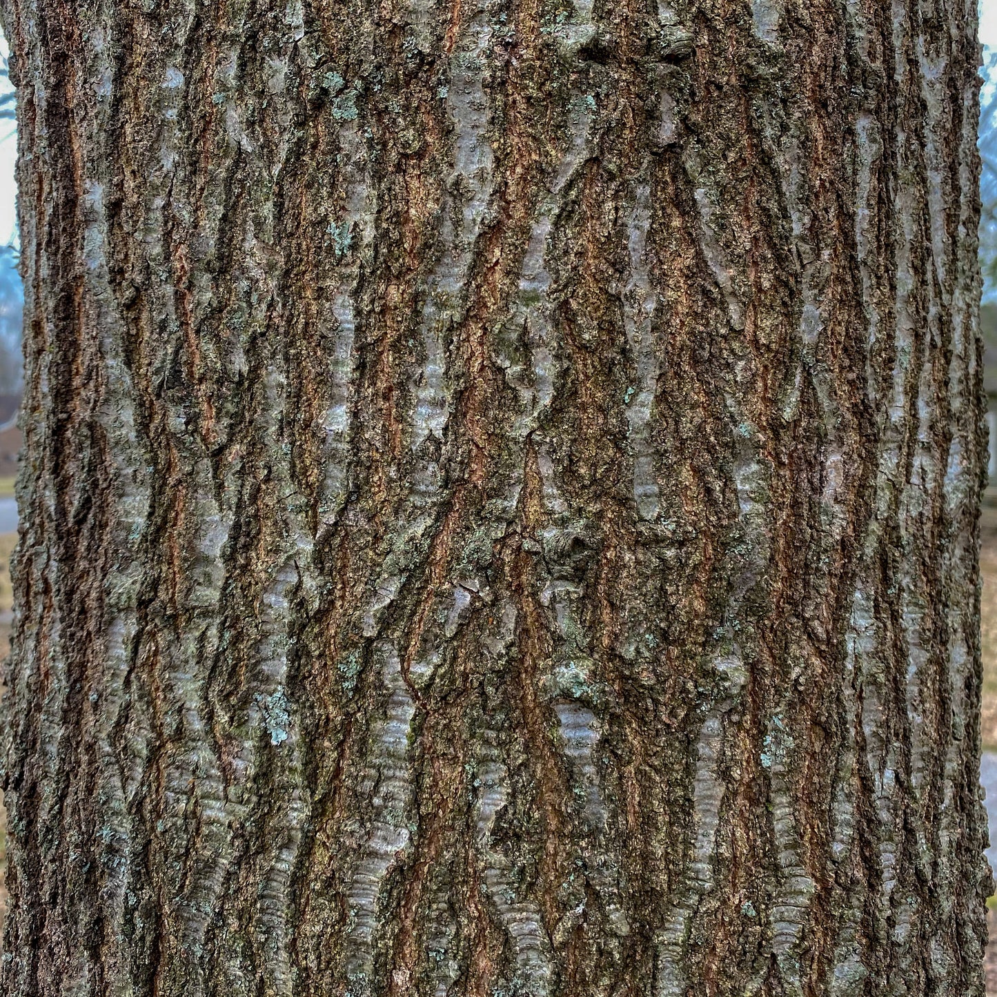 Nuttall Oak Tree