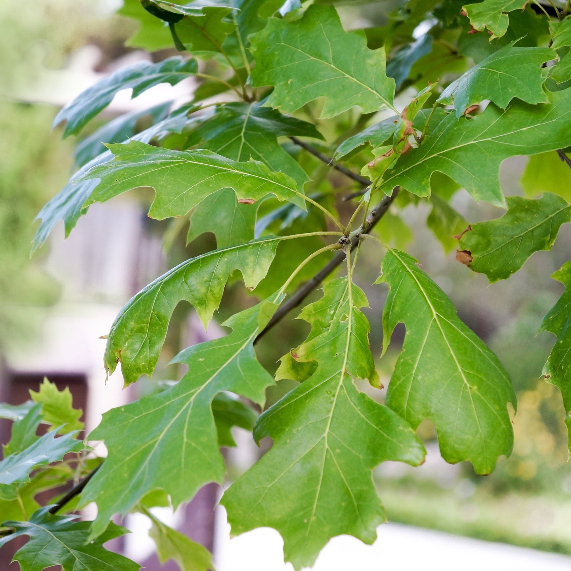 Shumard Oak Tree - Shade Tree - Buy Online at Barely Rooted