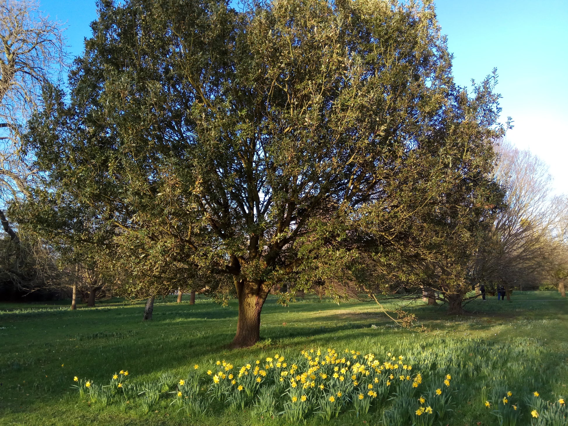 Shumard Oak Tree - Shade Tree - Buy Online at Barely Rooted