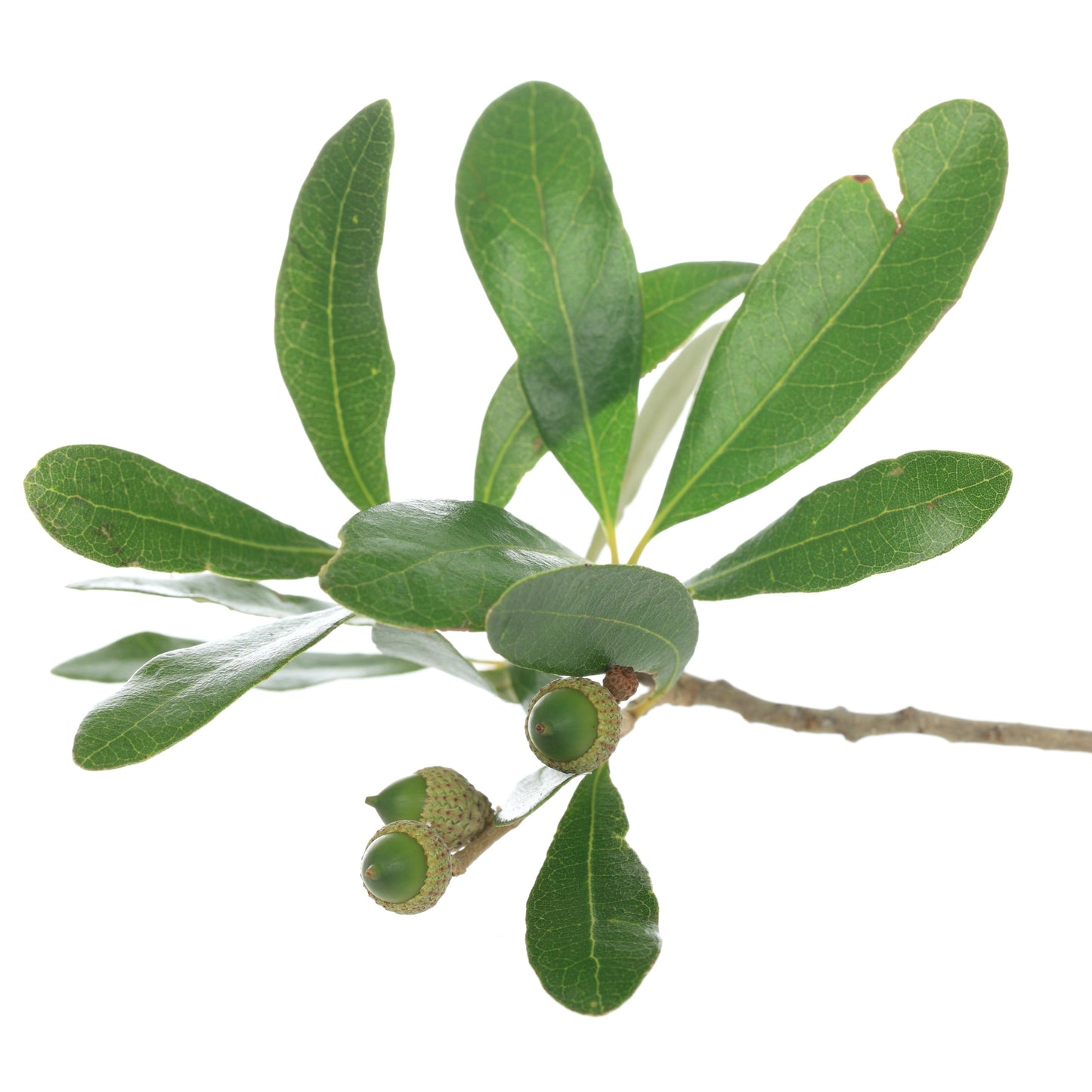 Water Oak Tree