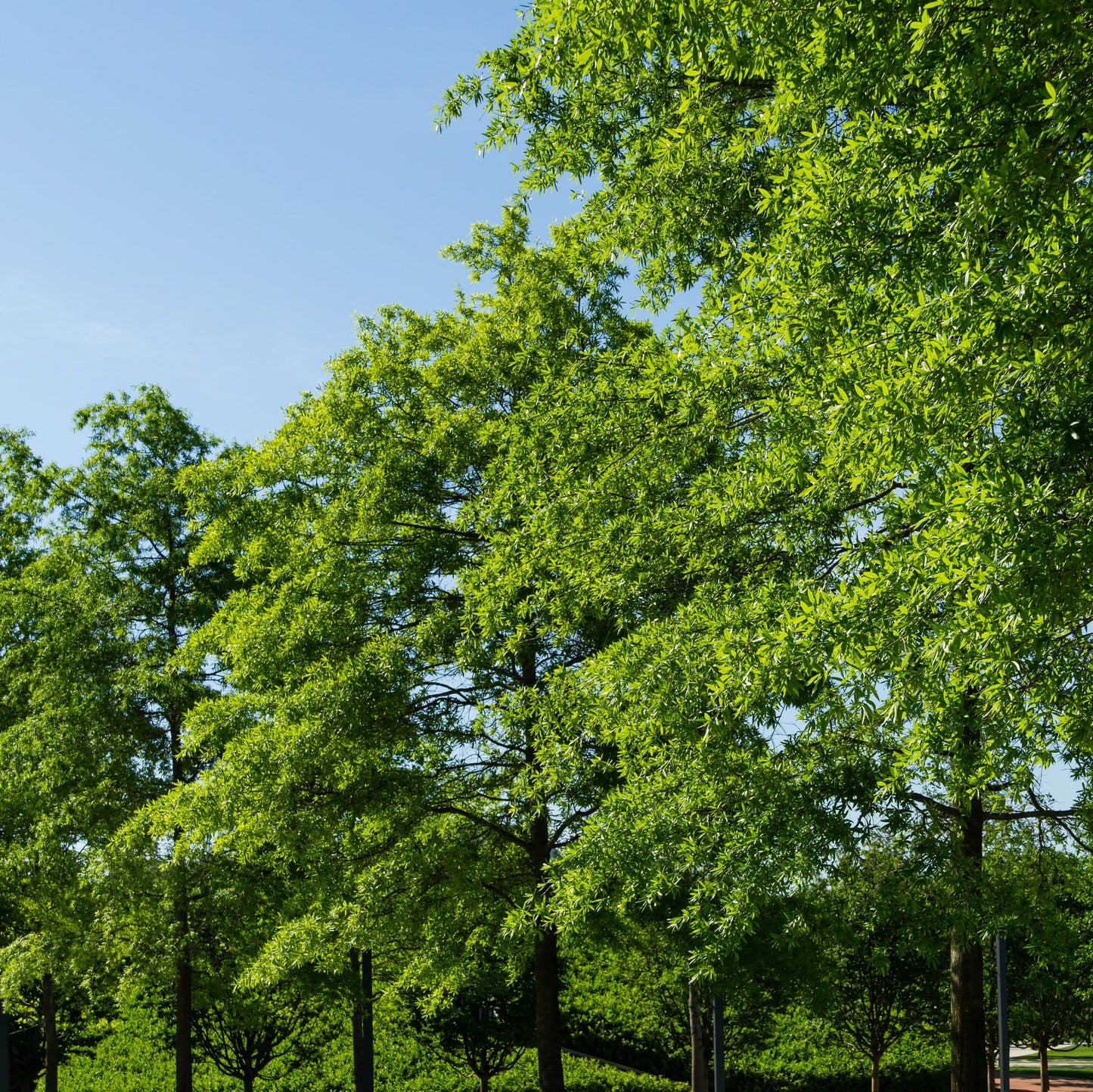Willow Oak Tree