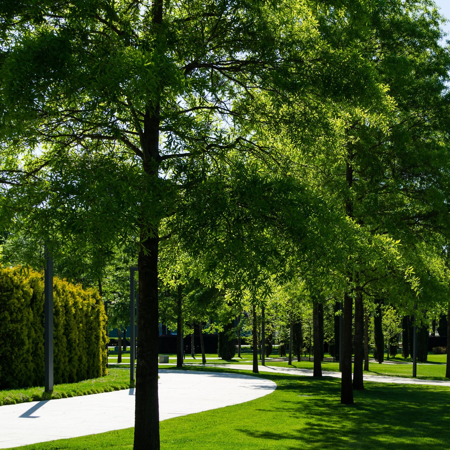 Willow Oak Tree