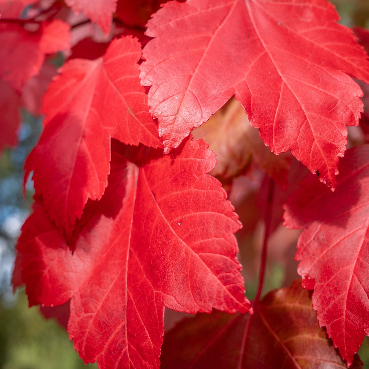 October Glory Maple Tree - Shade Tree - Buy Online at Barely Rooted