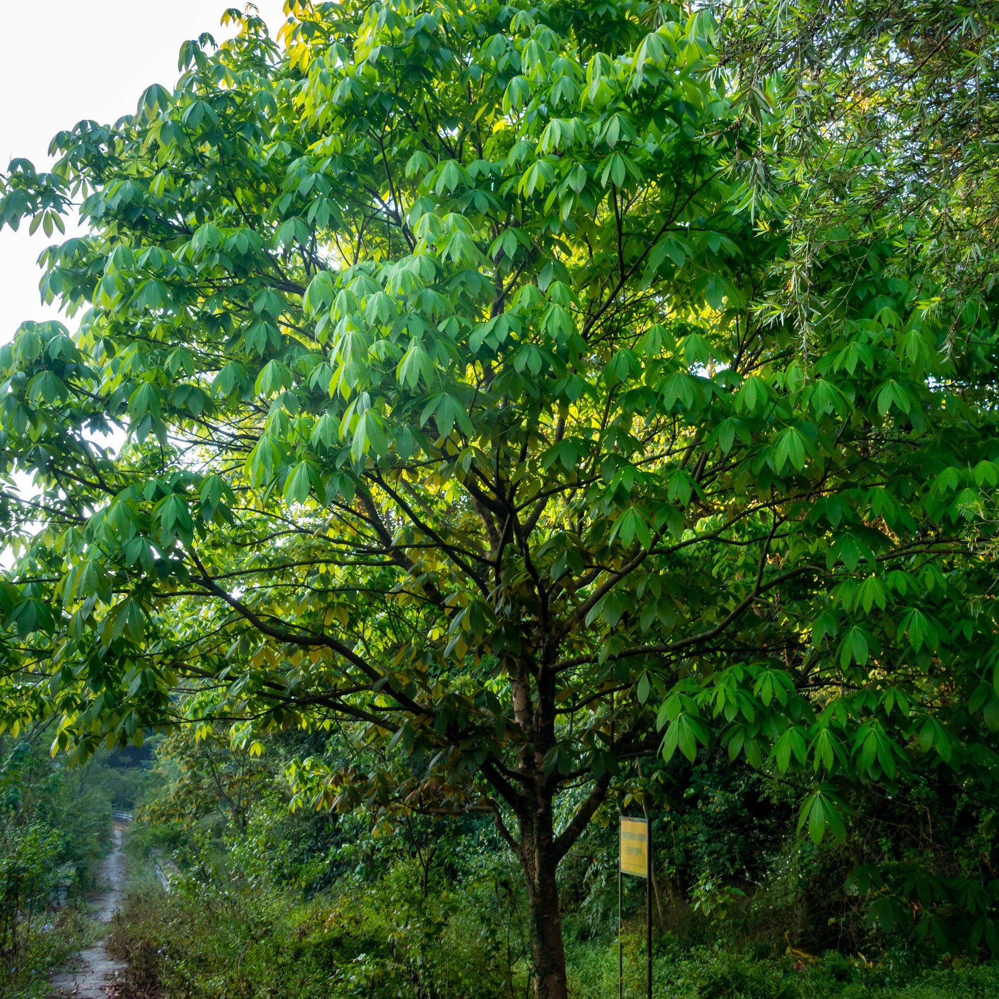 Ohio Buckeye Tree - Shade Tree - Buy Online at Barely Rooted