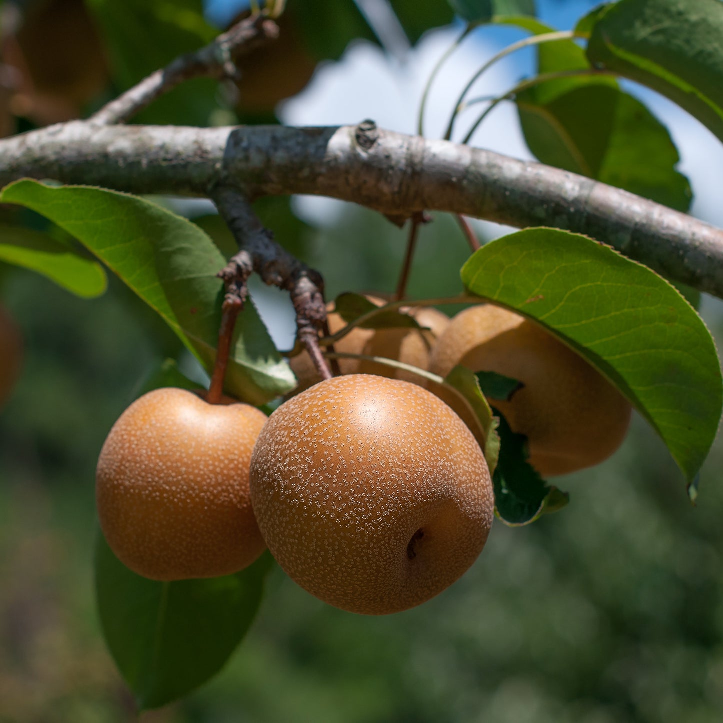 Olympic Giant Pear Tree