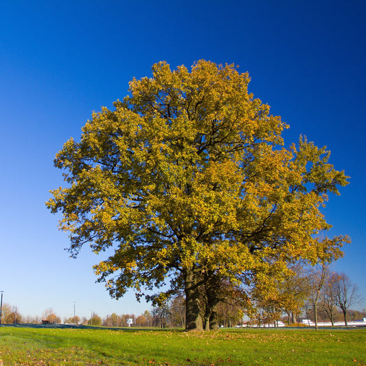 Overcup Oak Tree - Trees - Buy Online at Barely Rooted