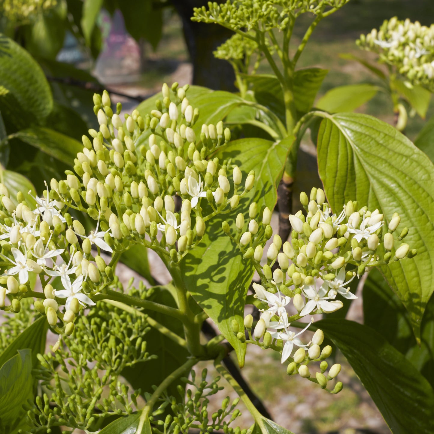 Pagoda Dogwood Tree
