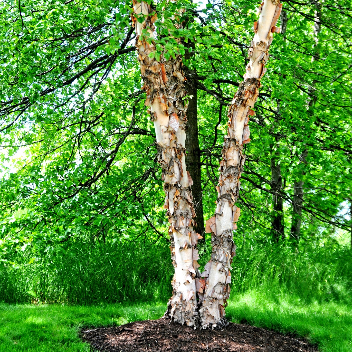 Paper Birch Tree - Shade Tree - Buy Online at Barely Rooted