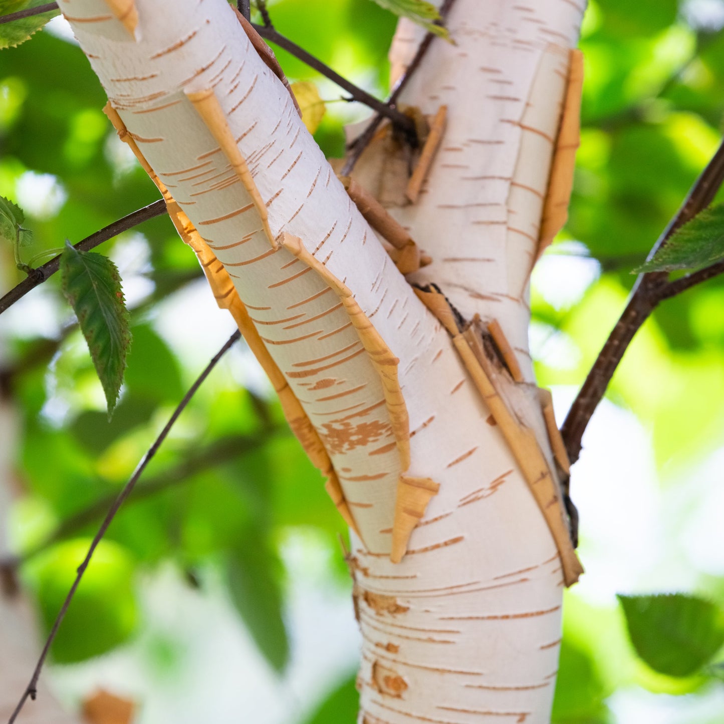 Paper Birch Tree - Shade Tree - Buy Online at Barely Rooted