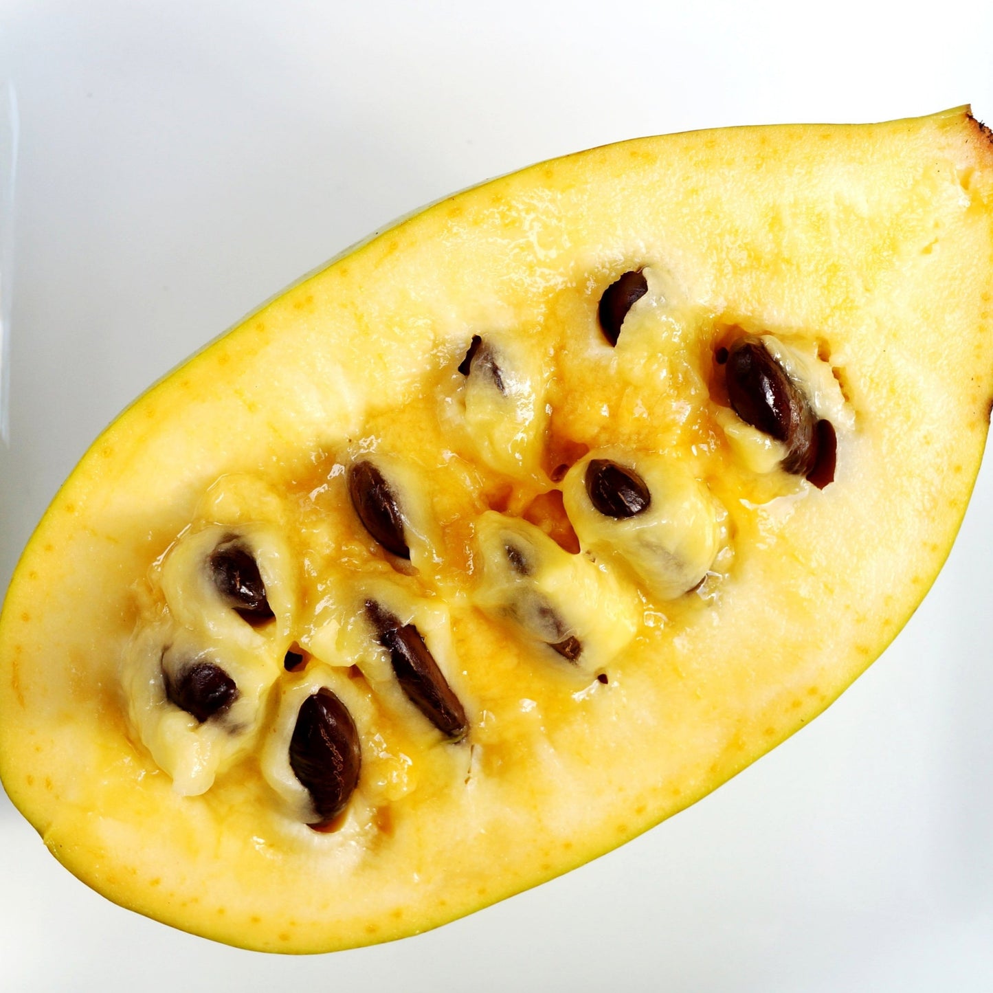 Paw Paw Tree - Fruit Tree - Buy Online at Barely Rooted