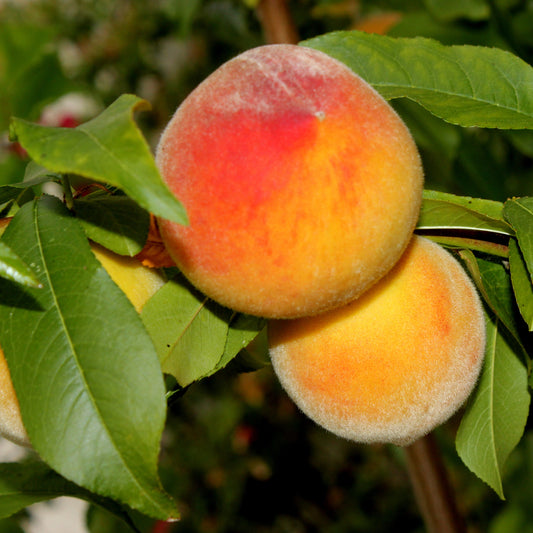 Elberta Peach Tree - Fruit Tree - Buy Online at Barely Rooted