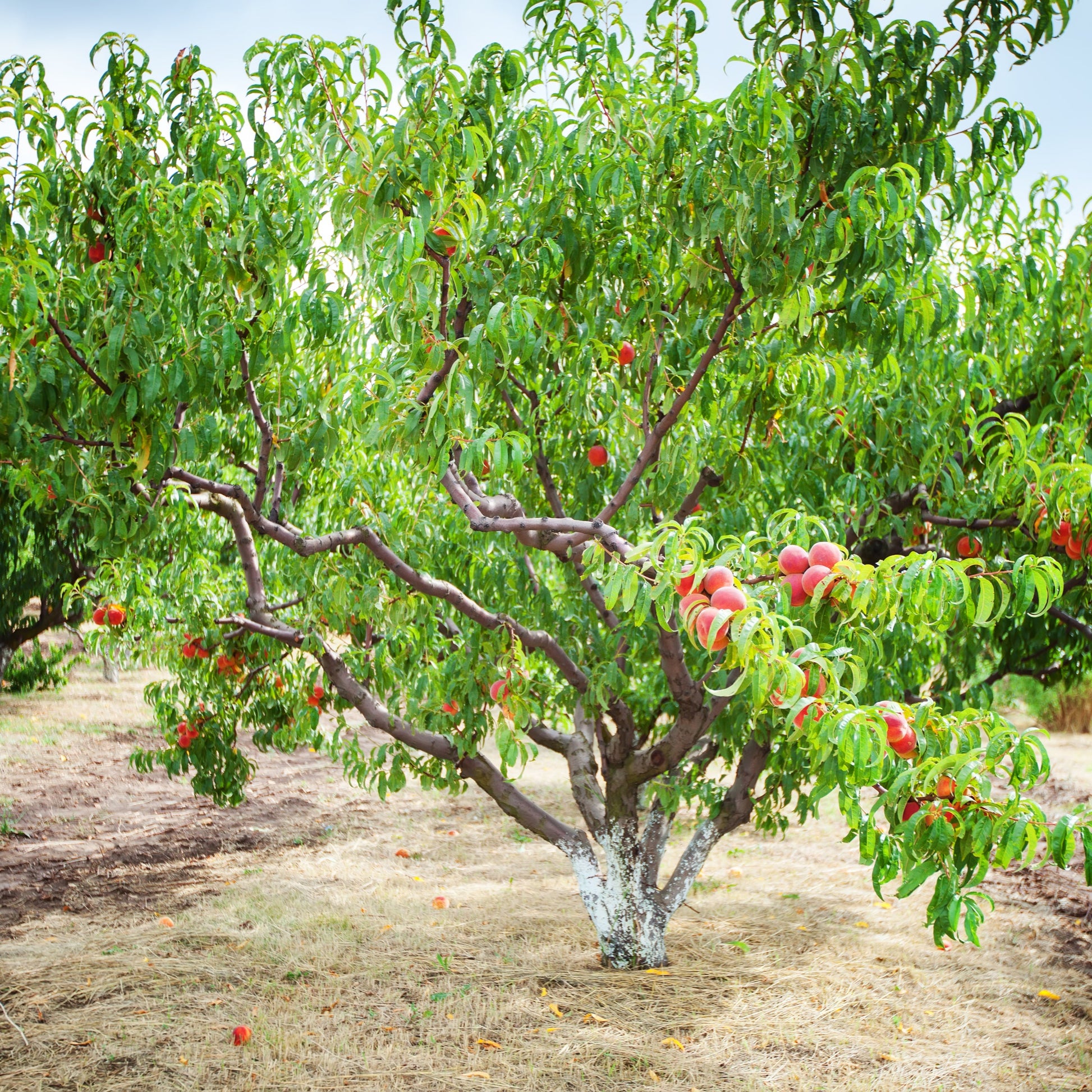 Elberta Peach Tree - Fruit Tree - Buy Online at Barely Rooted