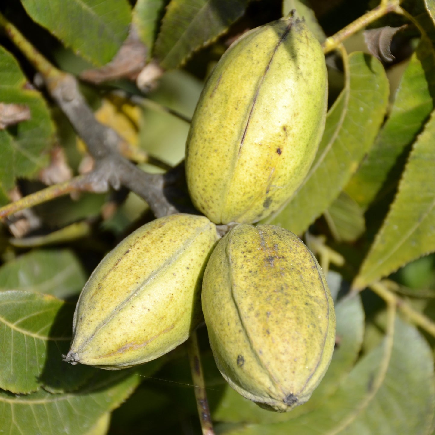 Hardy Pecan Tree - Nut Tree - Buy Online at Barely Rooted