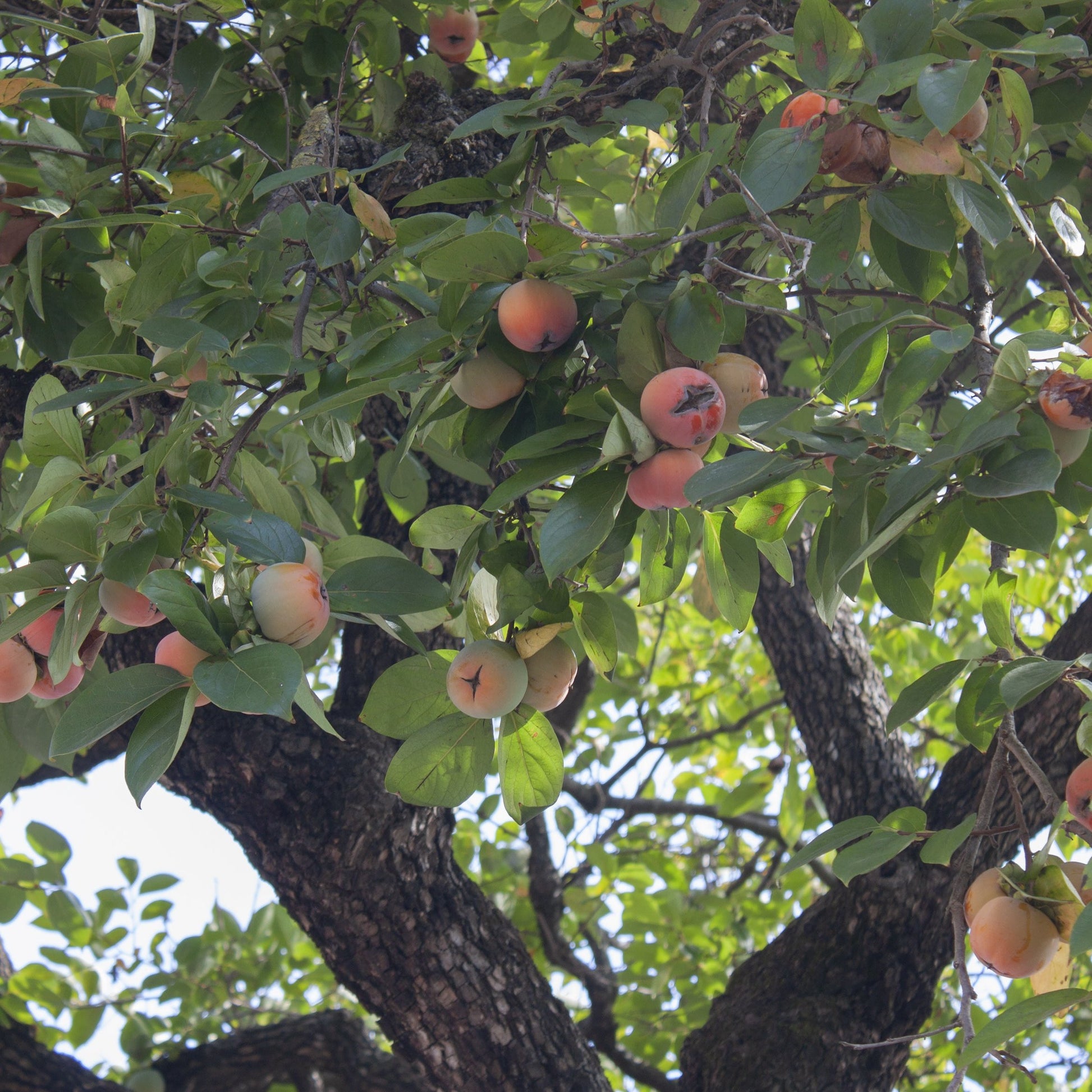 American Persimmon Tree - Fruit Tree - Buy Online at Barely Rooted