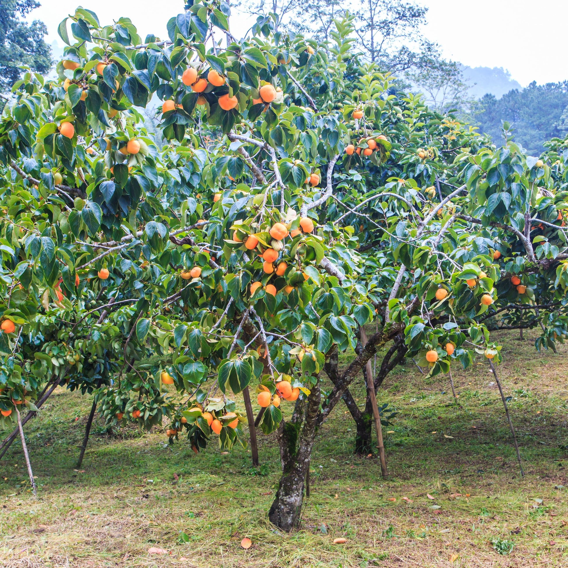 American Persimmon Tree - Fruit Tree - Buy Online at Barely Rooted