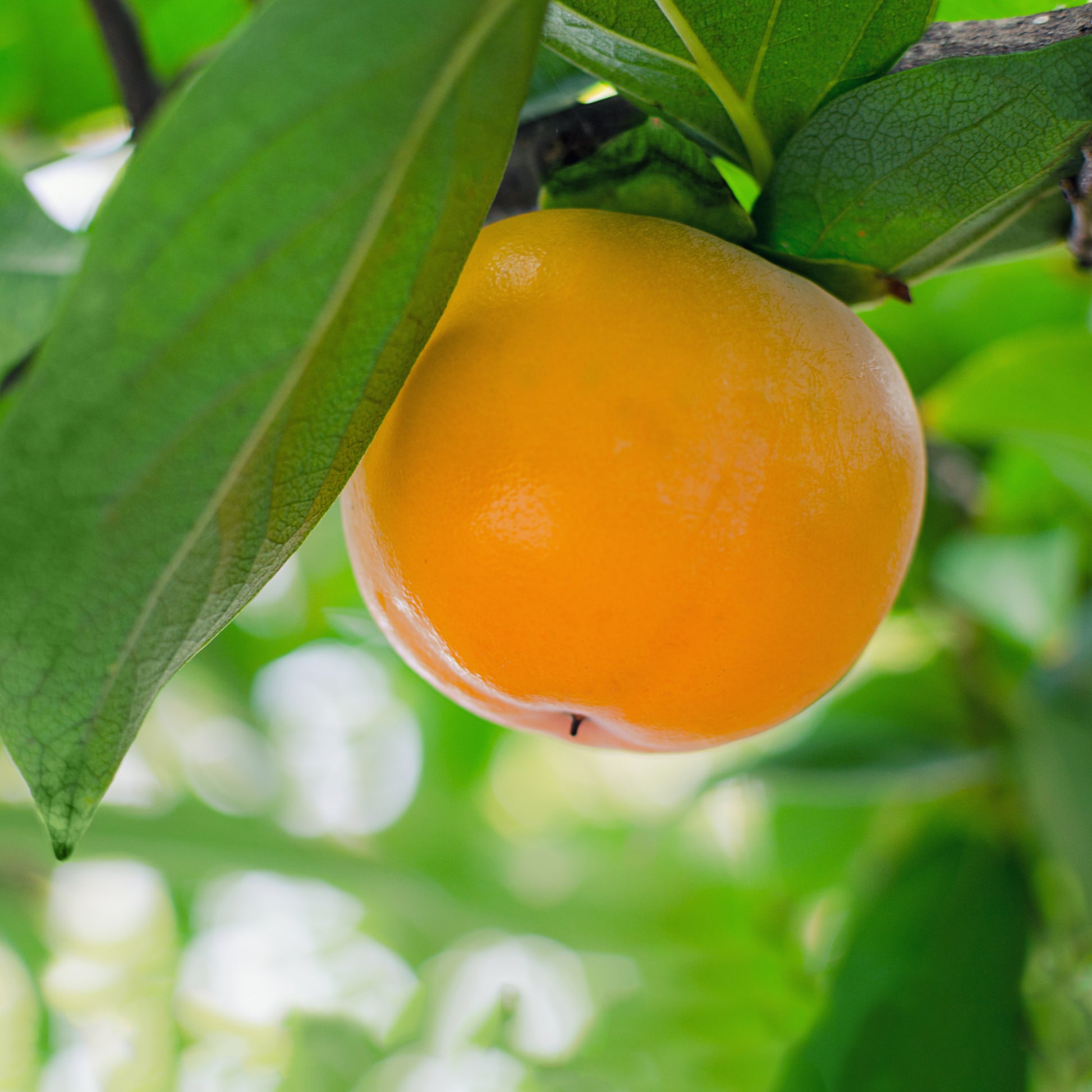 American Persimmon Tree - Fruit Tree - Buy Online at Barely Rooted