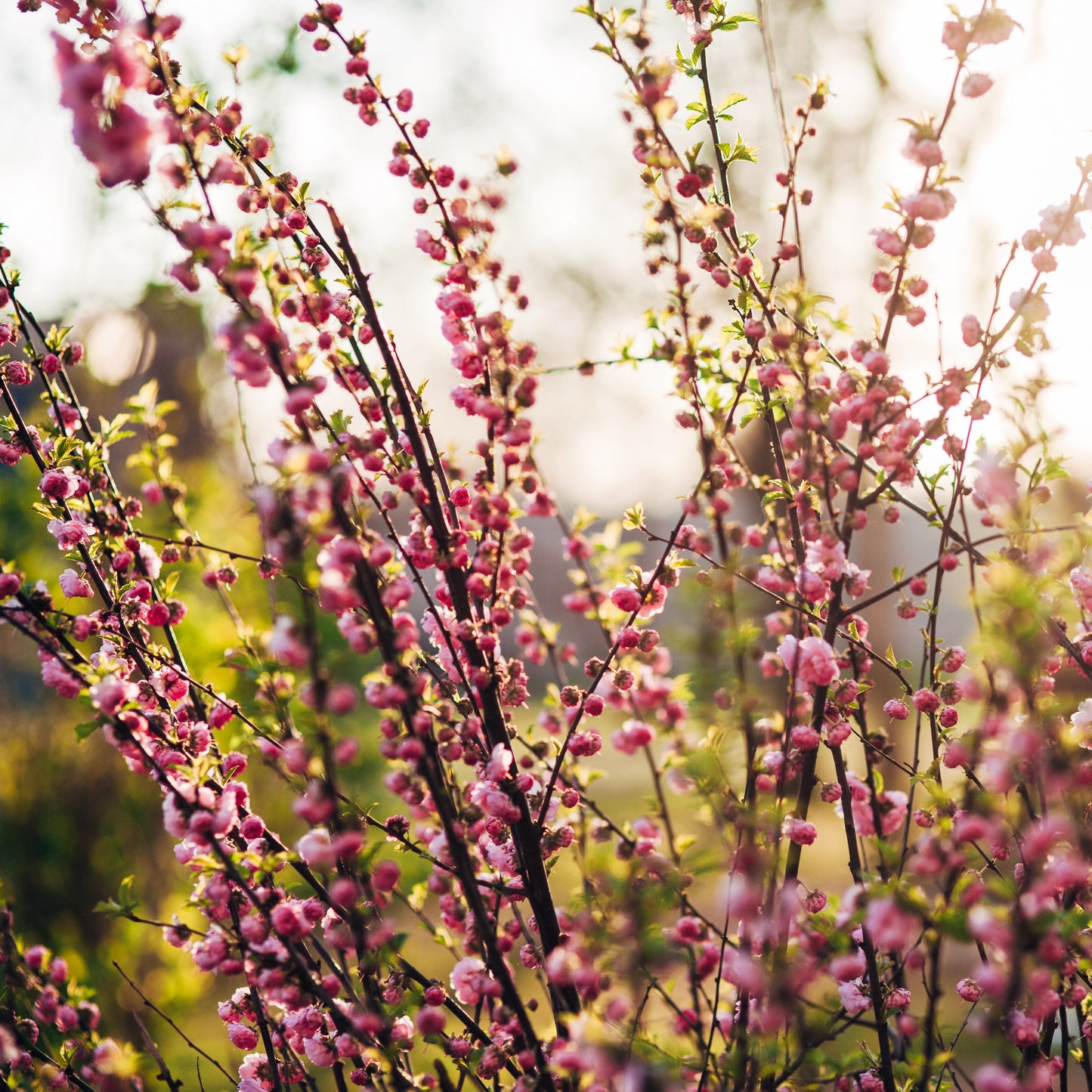 Pink Flowering Almond