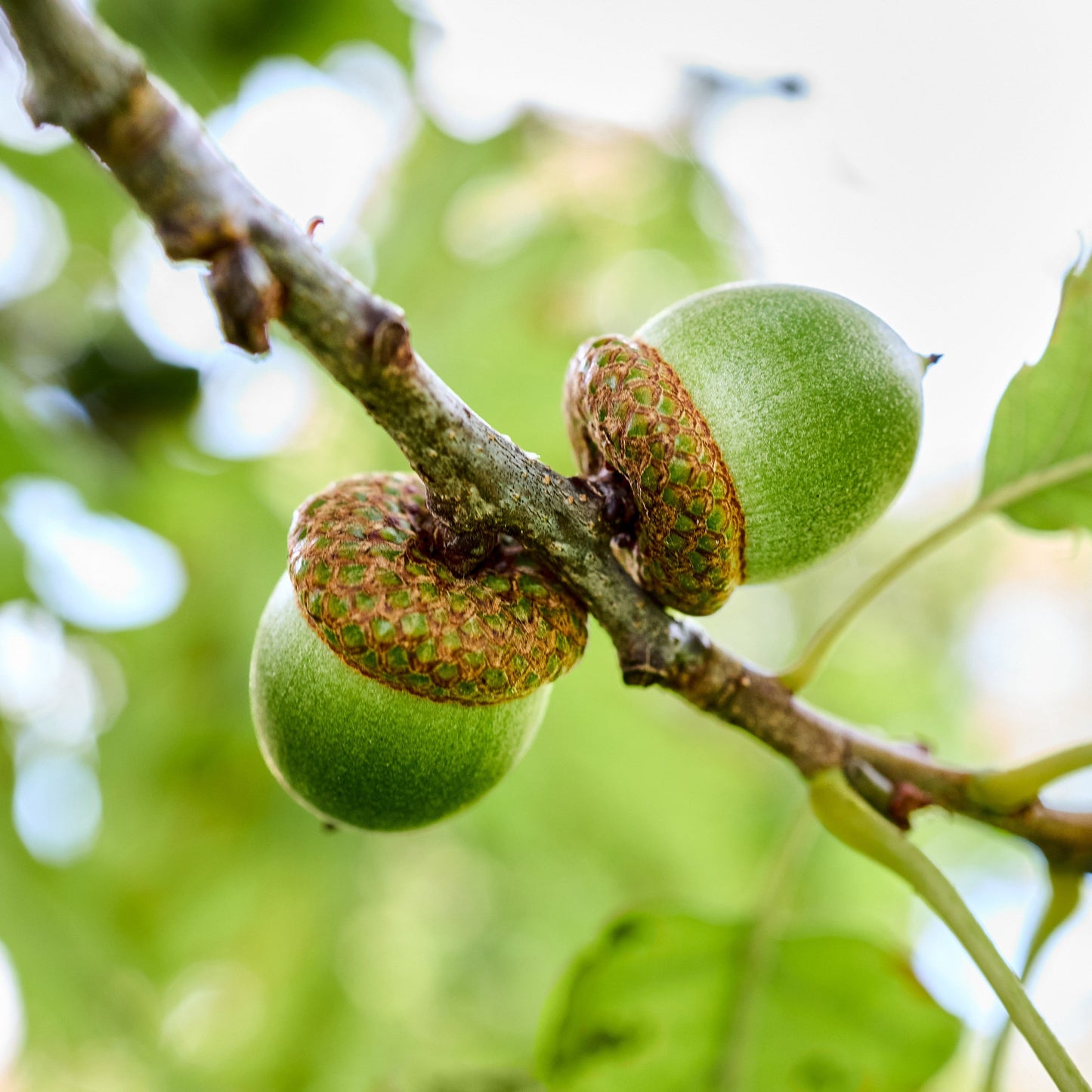Pin Oak Tree - Shade Tree - Buy Online at Barely Rooted