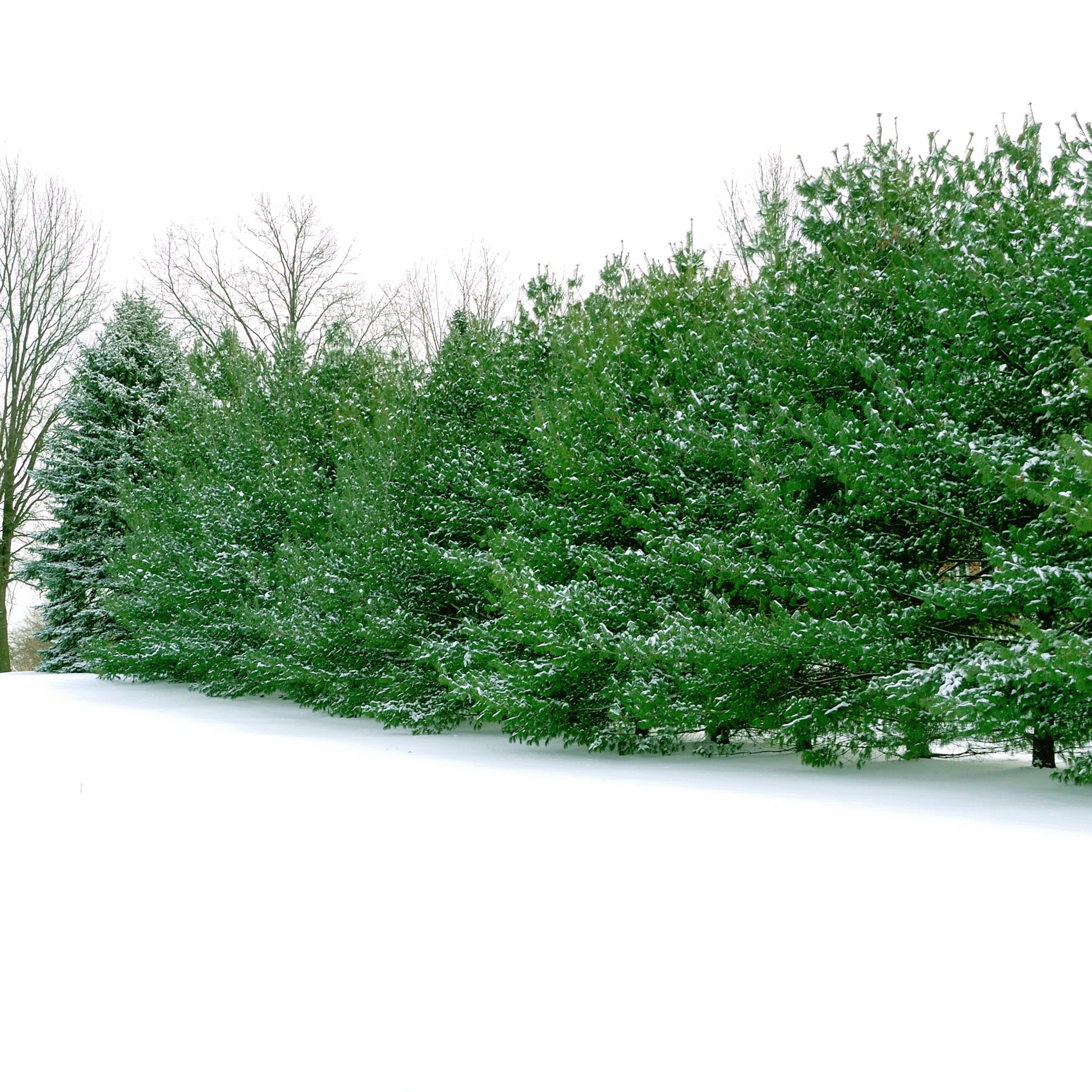 Eastern White Pine - Needled Evergreen - Buy Online at Barely Rooted
