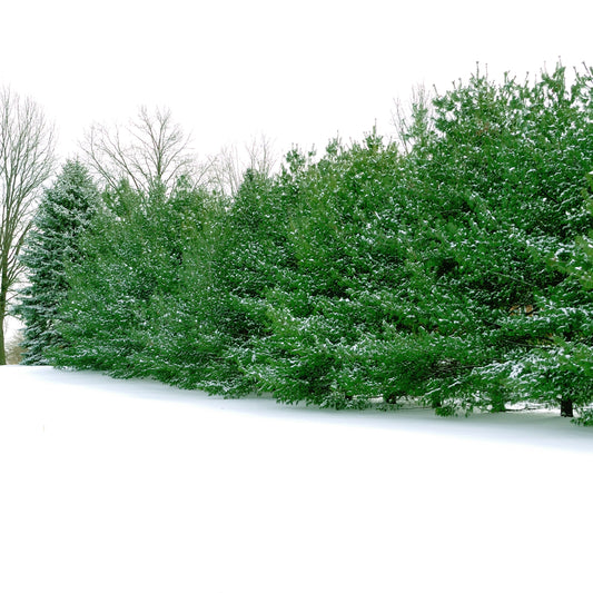Eastern White Pine - Needled Evergreen - Buy Online at Barely Rooted