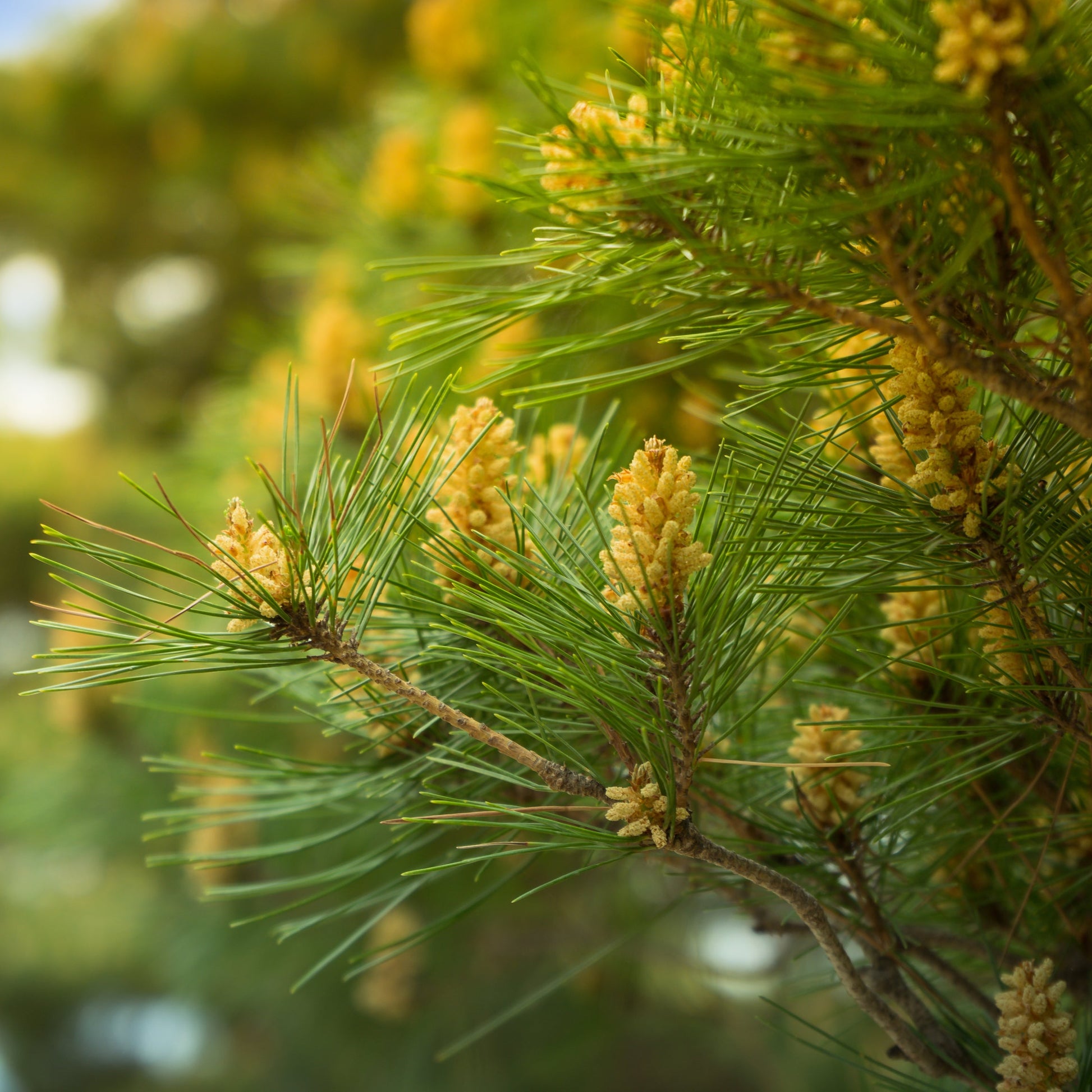 Eastern White Pine - Needled Evergreen - Buy Online at Barely Rooted