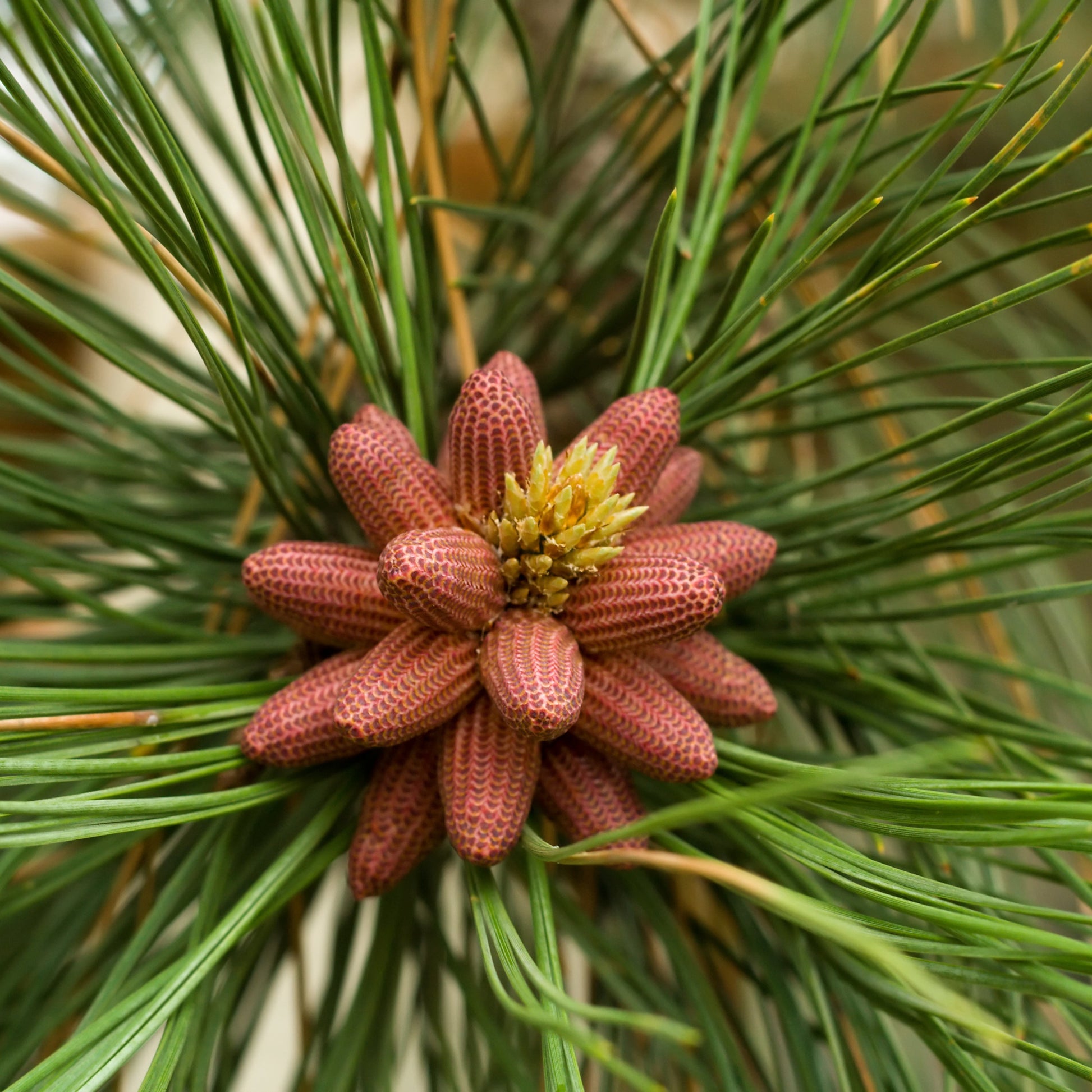 Eastern White Pine - Needled Evergreen - Buy Online at Barely Rooted