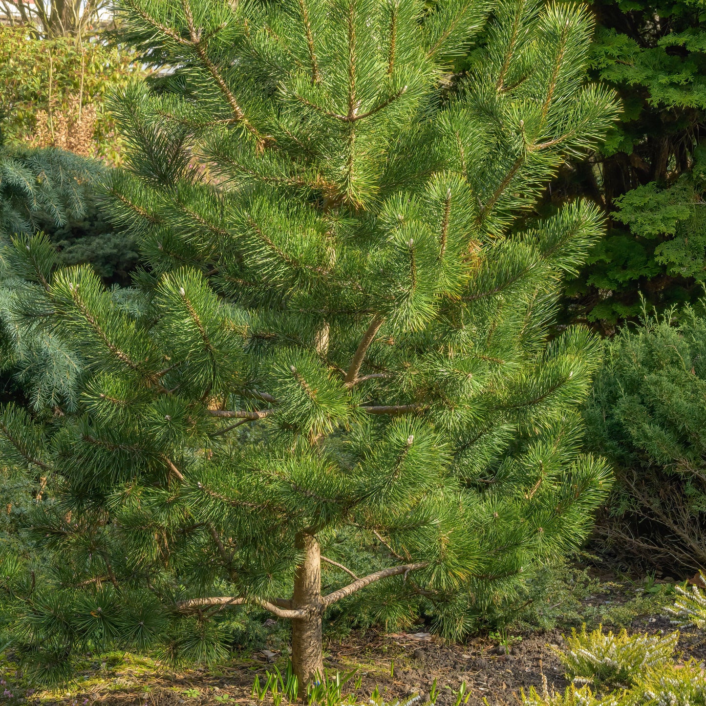 Japanese Black Pine Tree - Evergreen - Buy Online at Barely Rooted