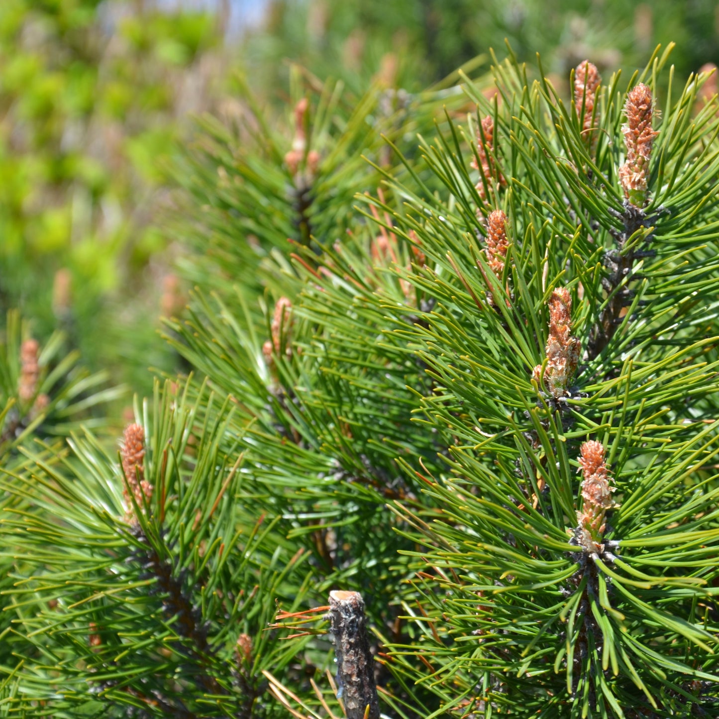 Japanese Black Pine Tree - Evergreen - Buy Online at Barely Rooted