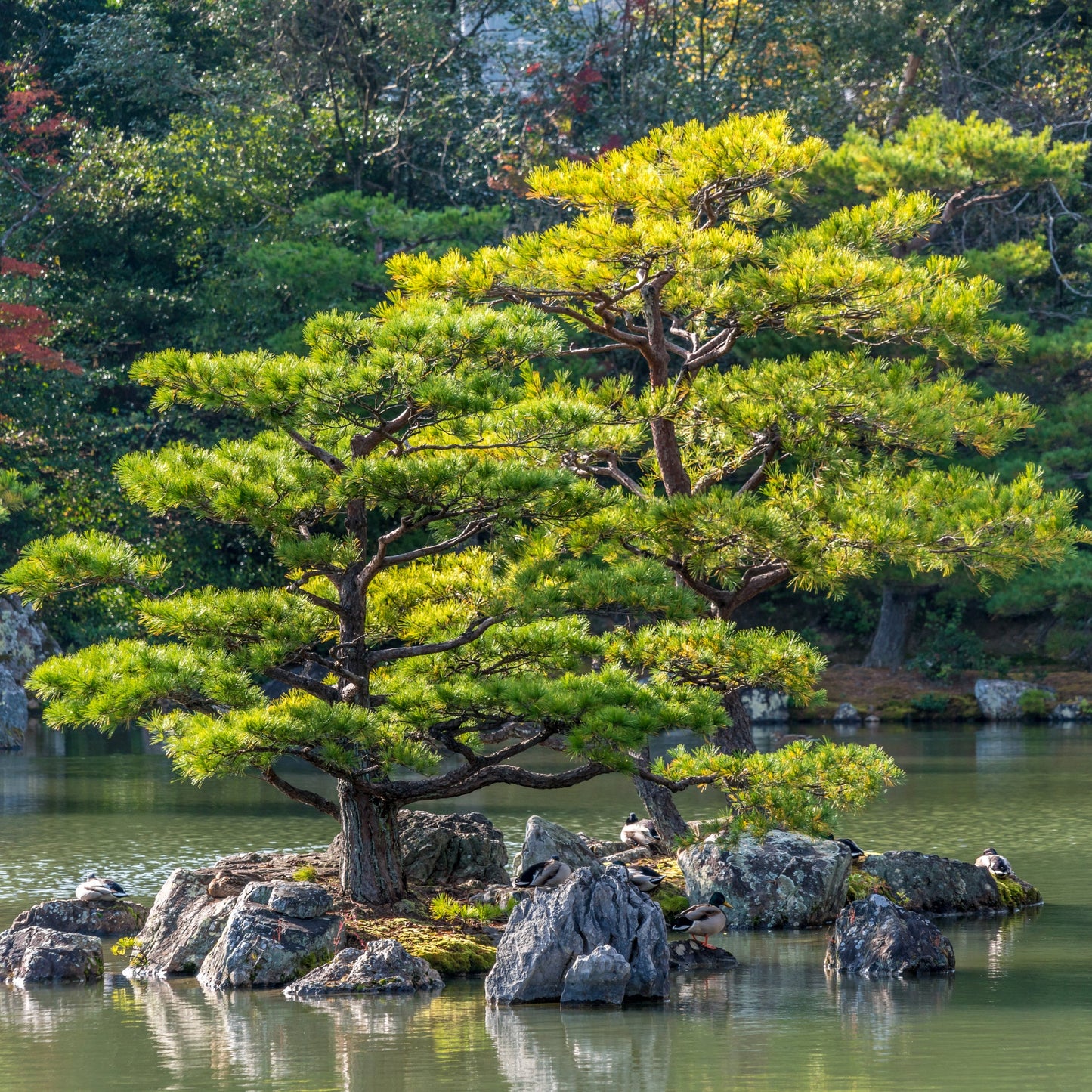 Japanese Black Pine Tree - Evergreen - Buy Online at Barely Rooted