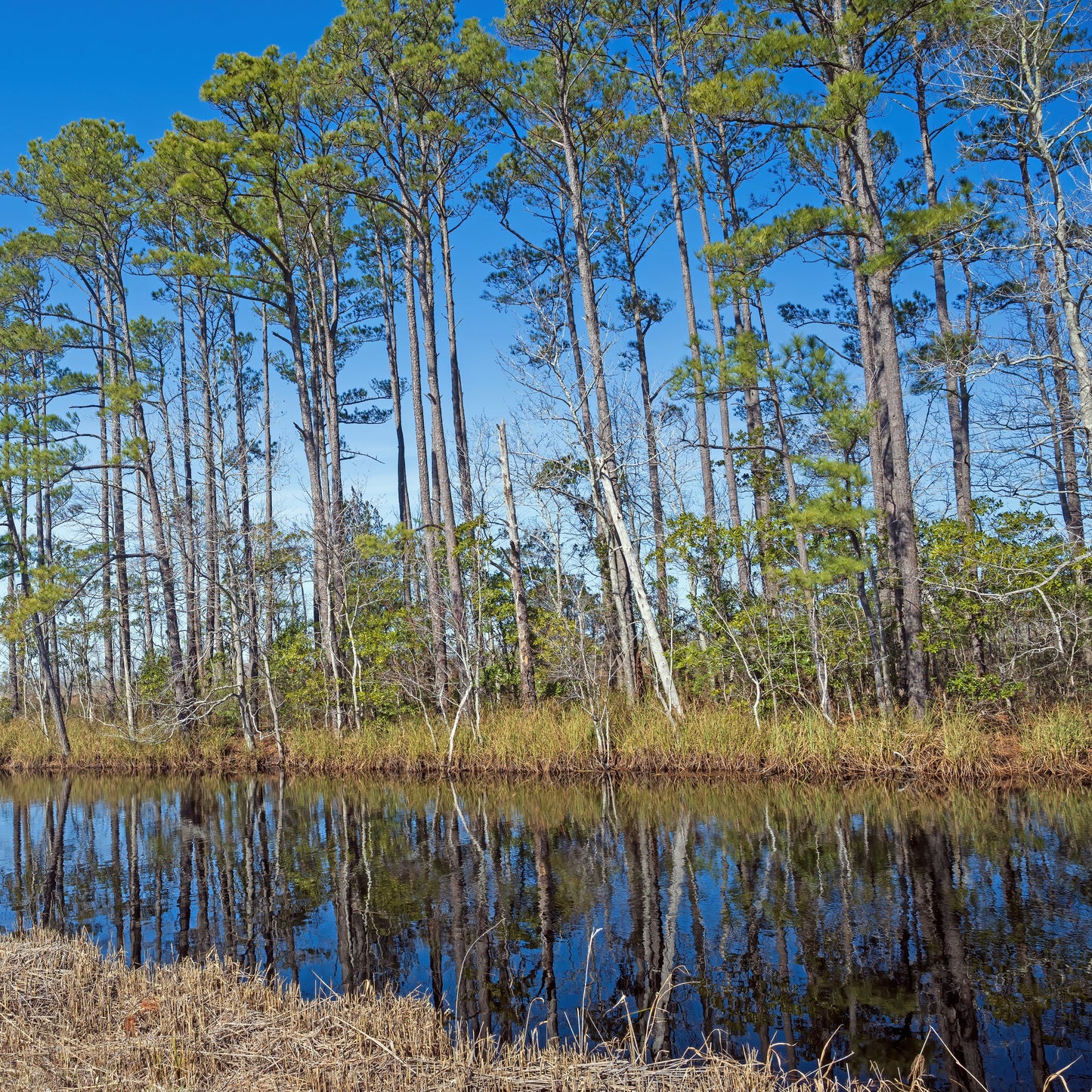 Loblolly Pine Tree - Pine Tree - Buy Online at Barely Rooted