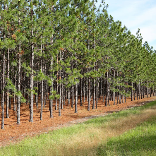 Loblolly Pine Tree - Pine Tree - Buy Online at Barely Rooted