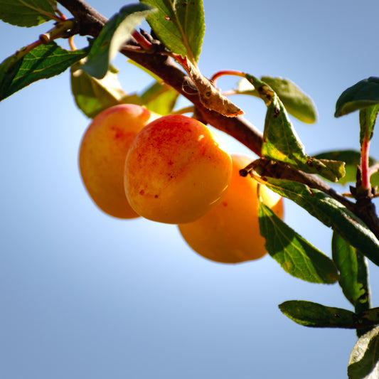 Golden Plum Tree - Trees - Buy Online at Barely Rooted